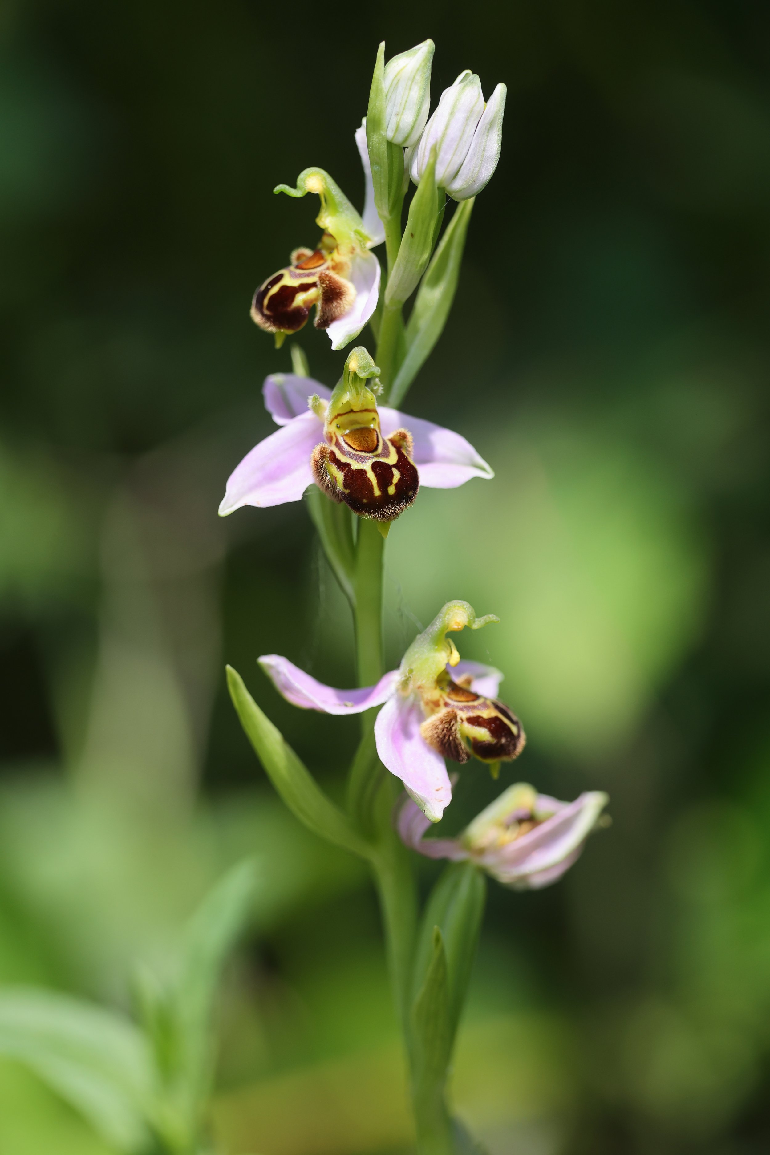 orchidea145A6574.JPG