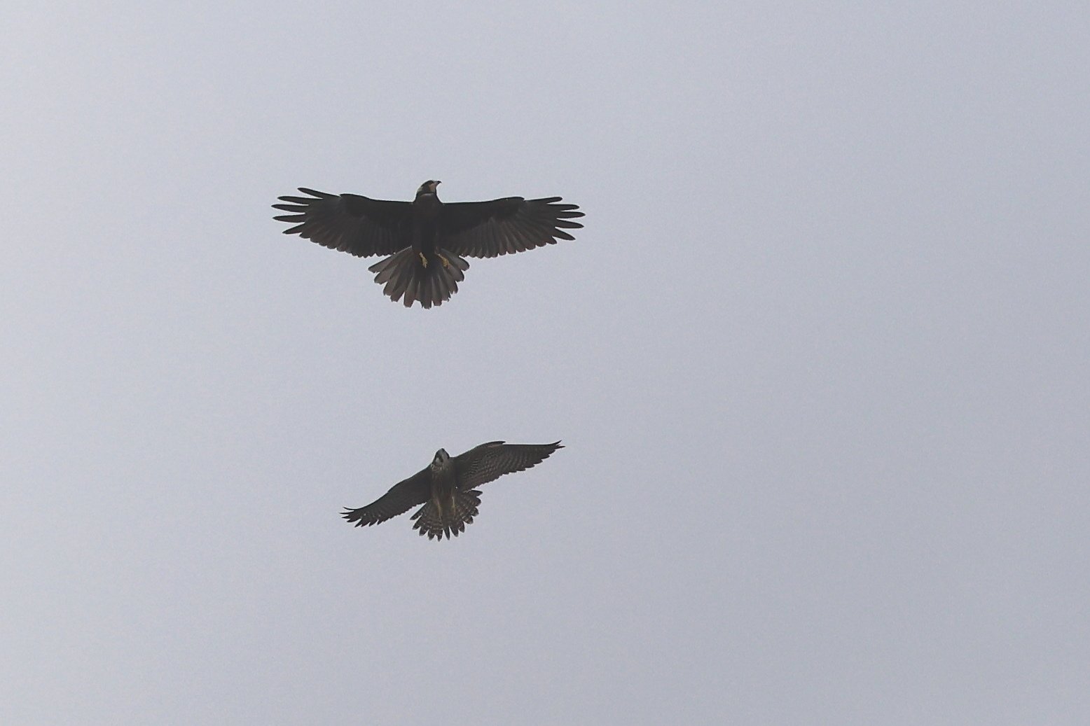 Pellegrino e Falco di palude