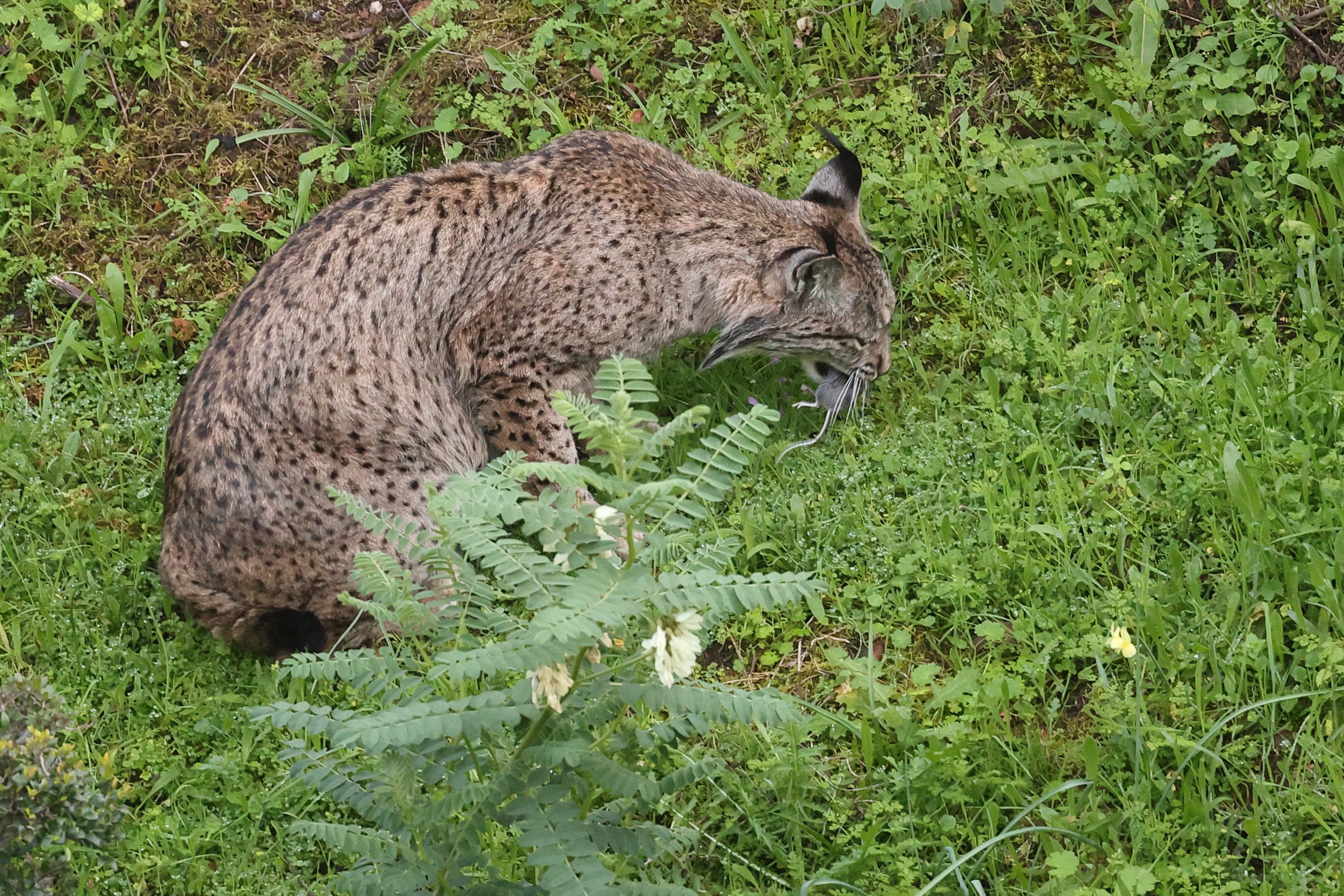 Lynx pardelle et sa proie mulot