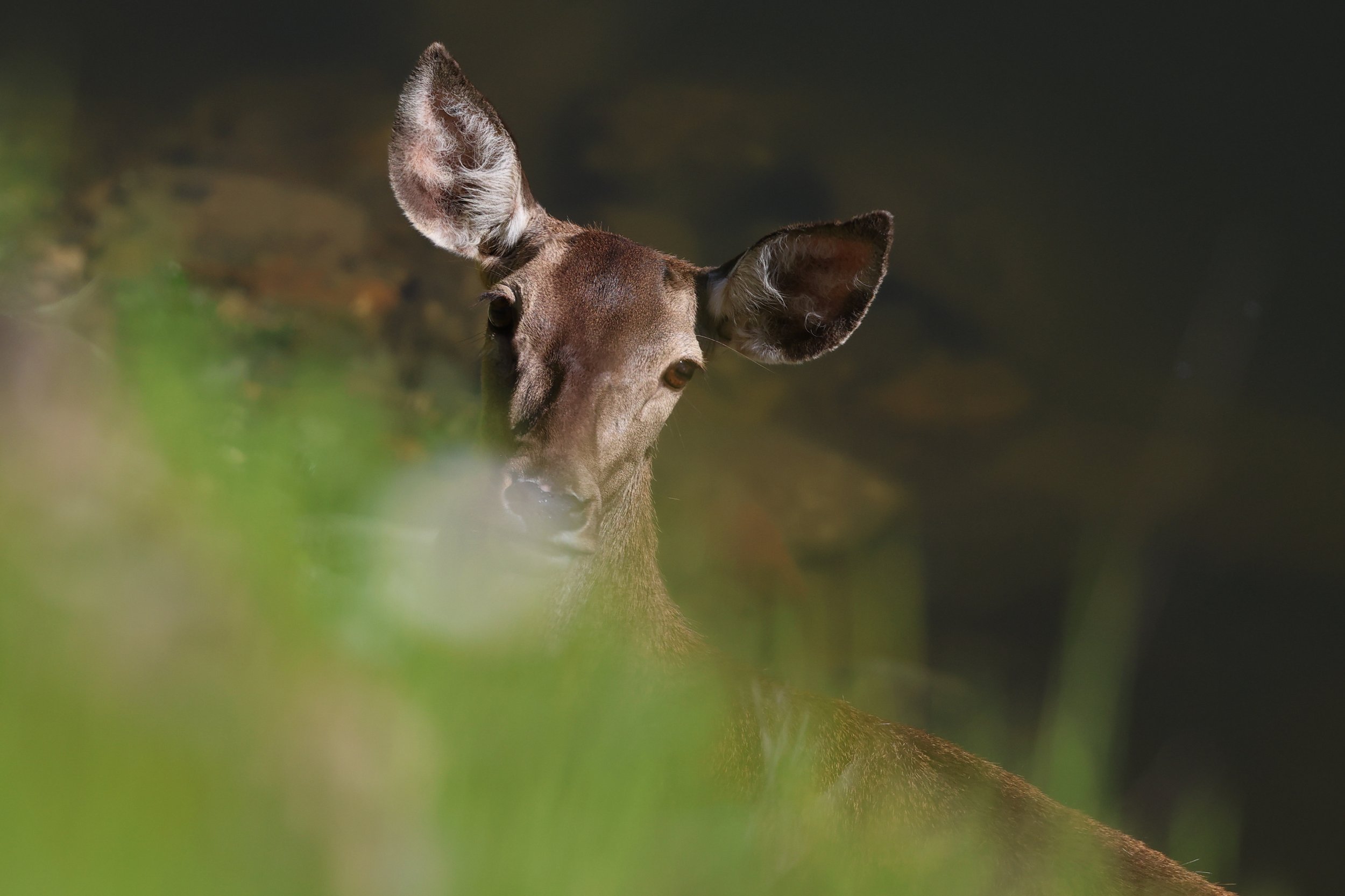 Biche H86A9017.JPG