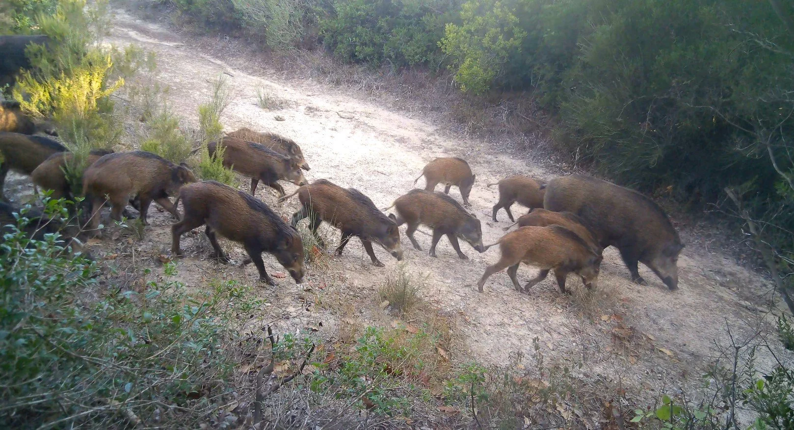 Cinghiali Decima 12_09_25.jpeg