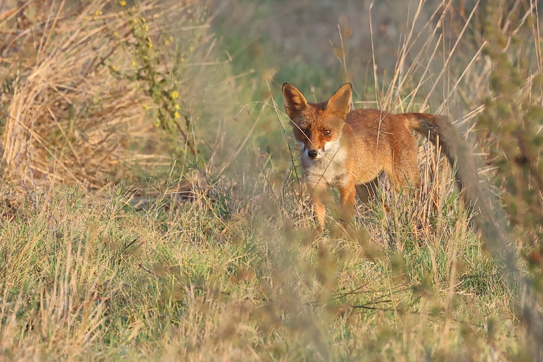 Volpe plus H86A0094.JPG