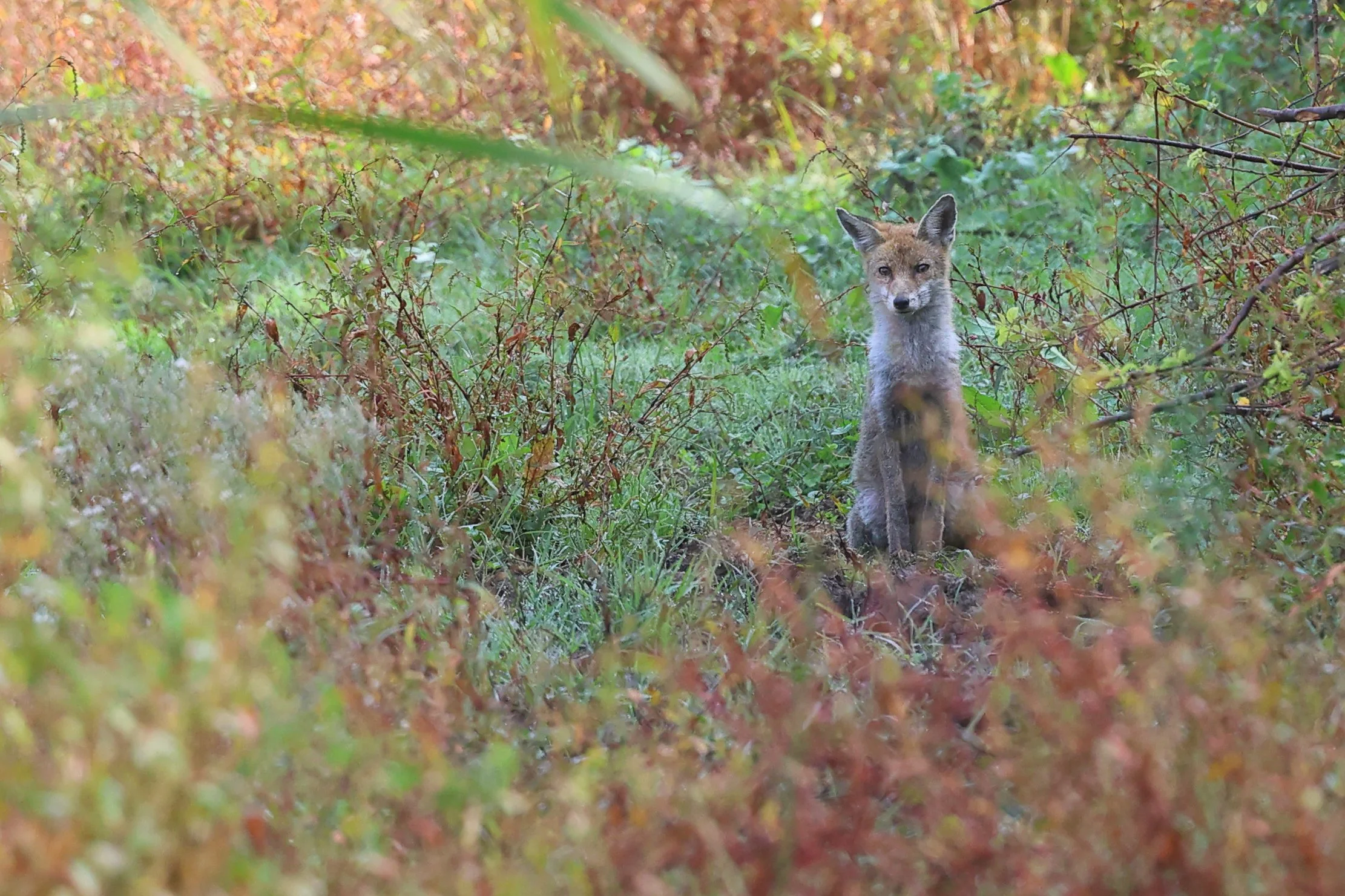 Volpe Caffarella Deep Green H86A3442.JPG