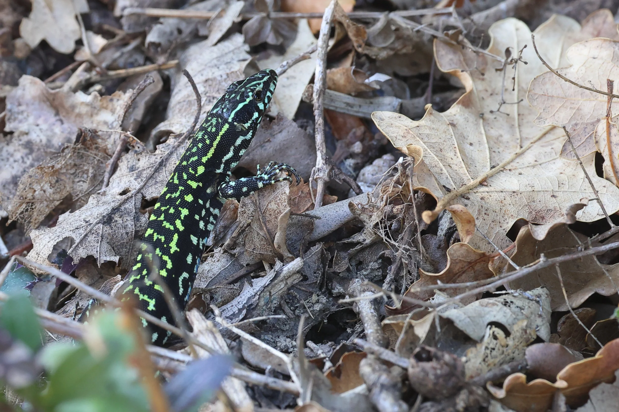 Via Trigoria H86A3518.JPG