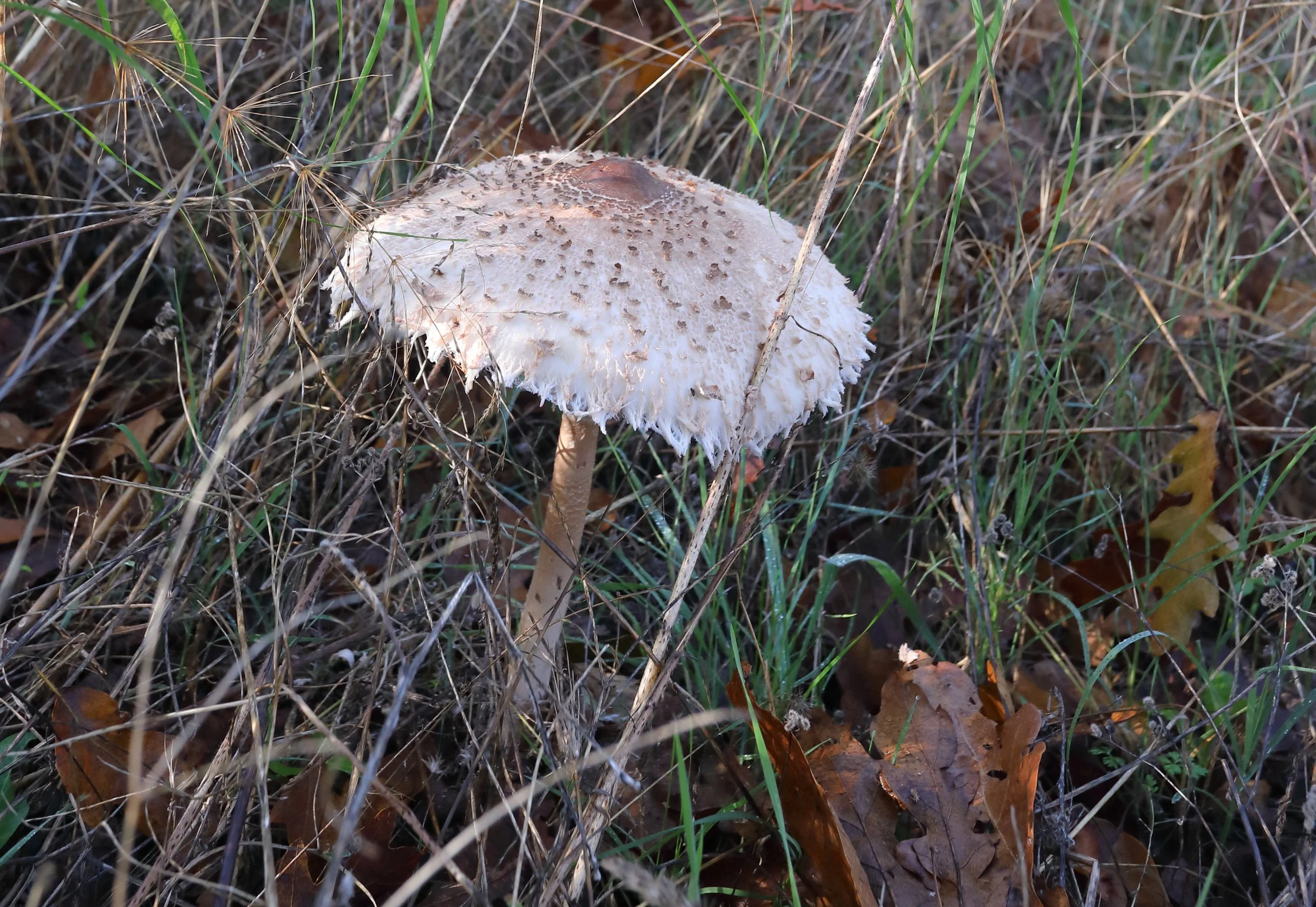 Tamburo macchia 464A3114.JPG