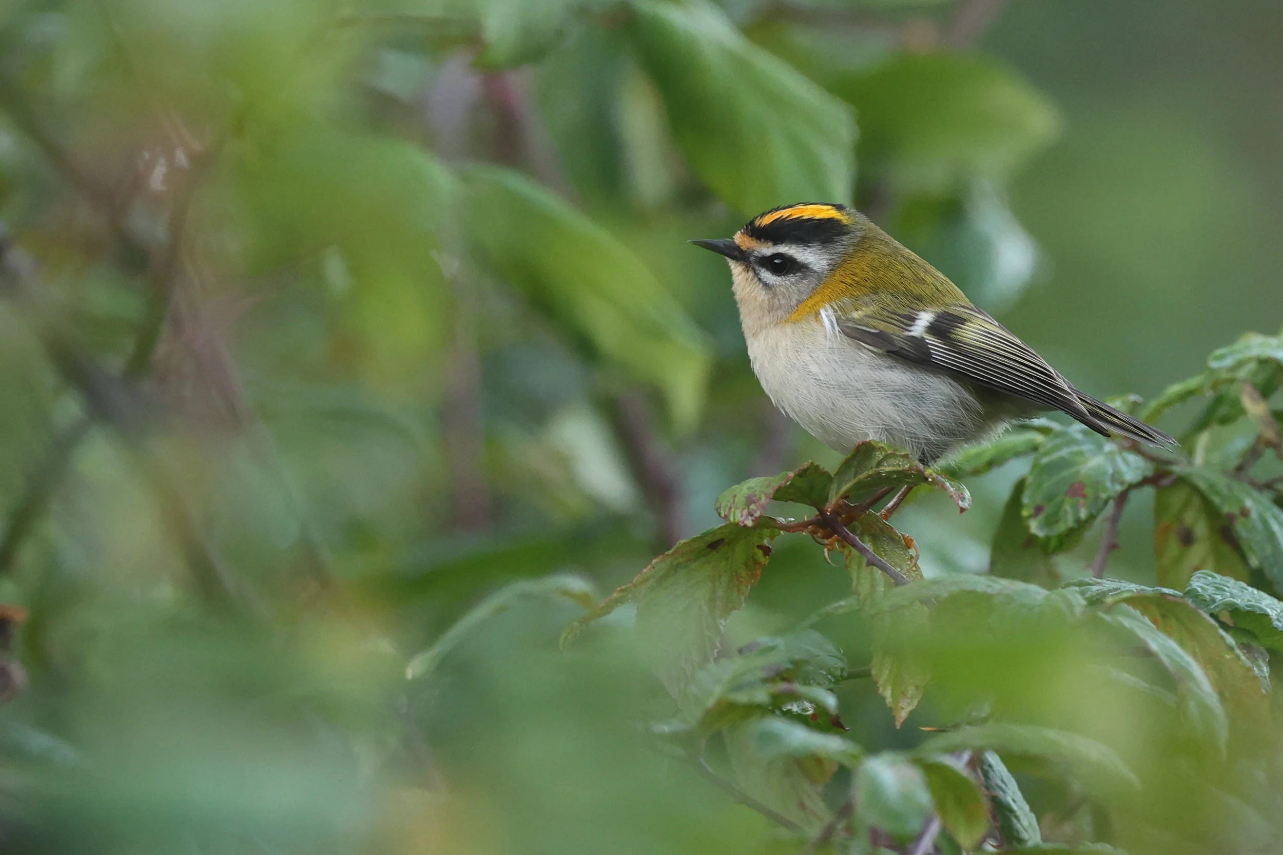 Fiorrancino Val Trigor H86A6123.JPG