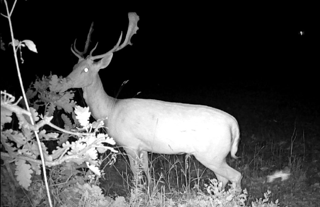  Macchia di Capocotta, Riserva Naturale Decima Malafede 