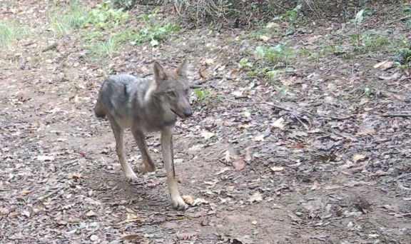  Riserva Naturale Decima Malafede 