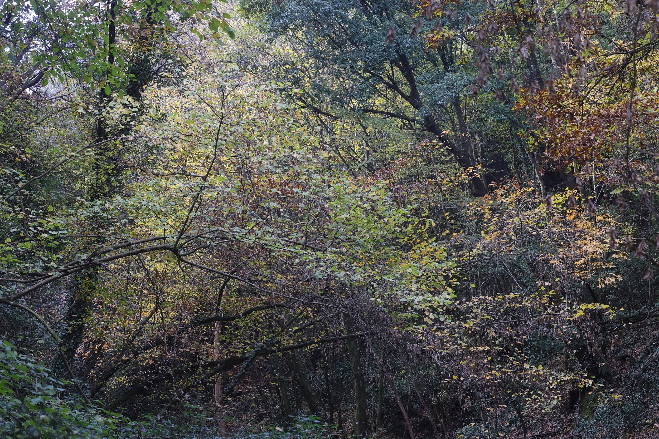 Autunno Catavanni H86A9011.JPG