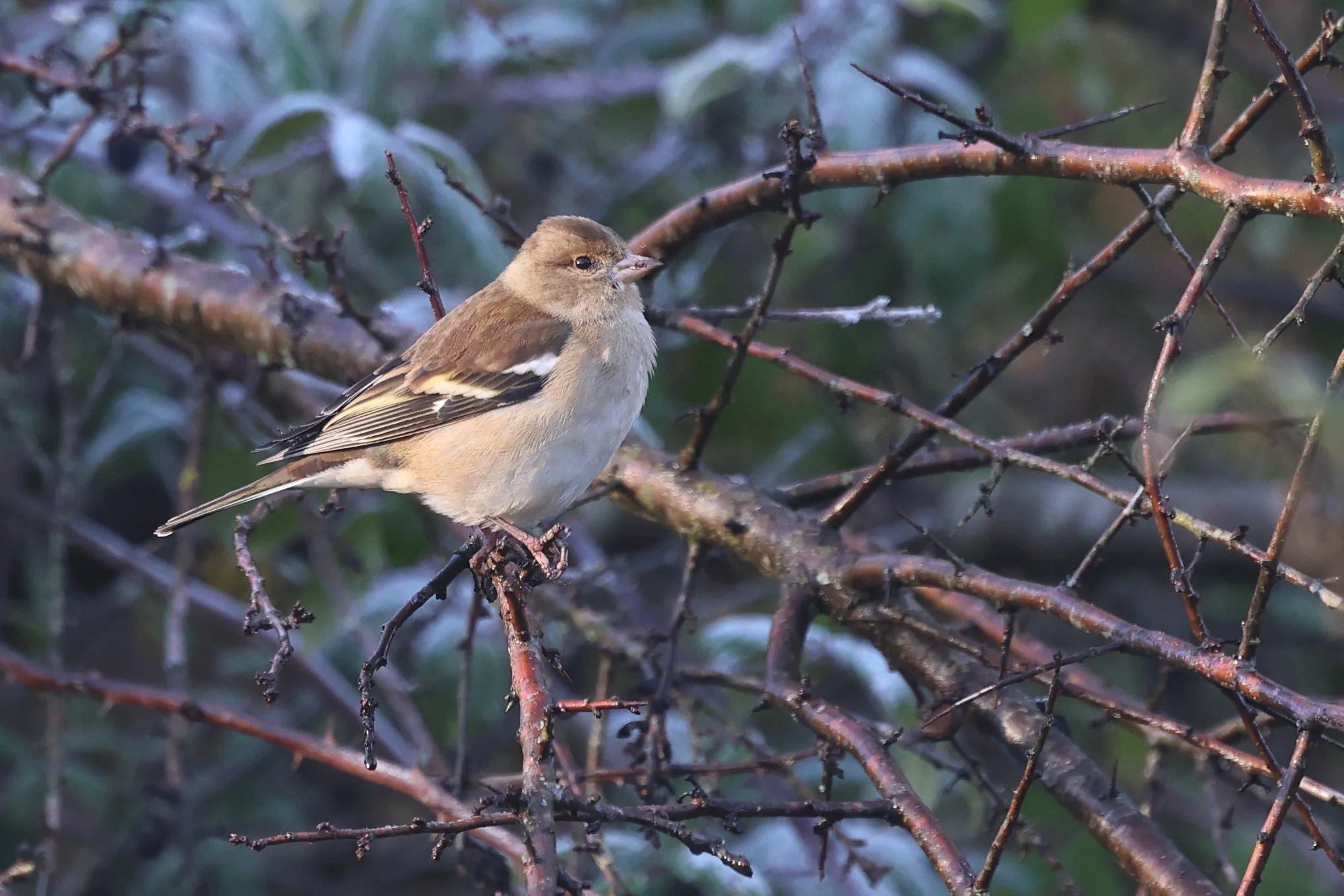 Fringuello H86A8867.JPG