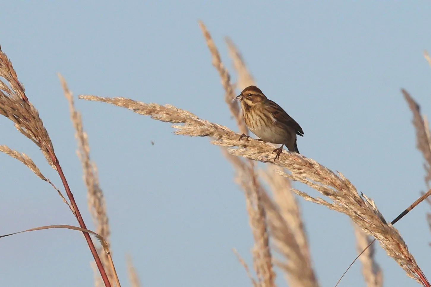 Migliarino plus H86A5047.JPG