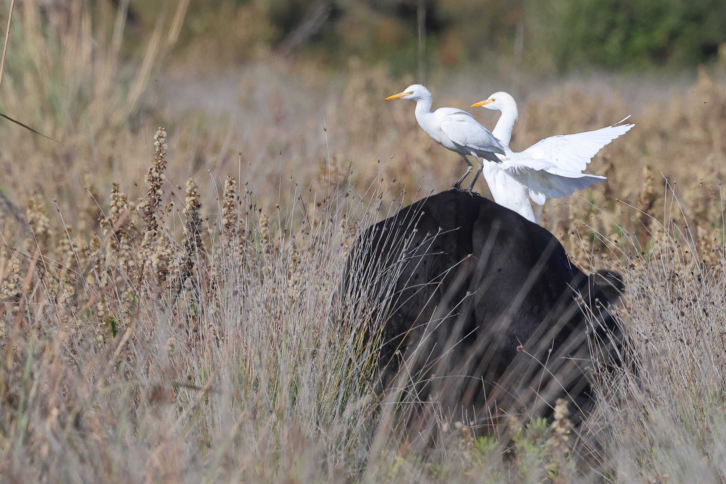 Guardabuoi H86A5761.JPG