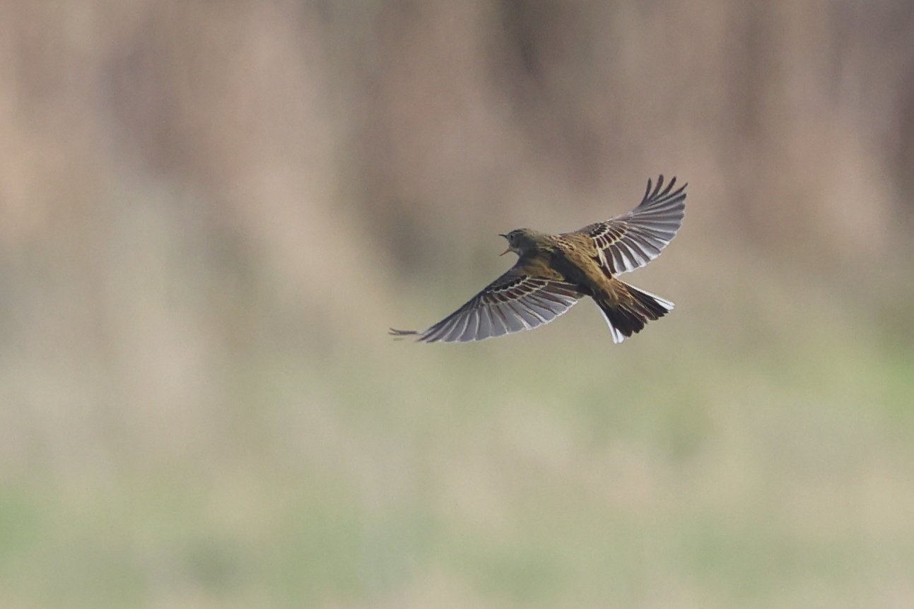 Pispola H86A5484.JPG