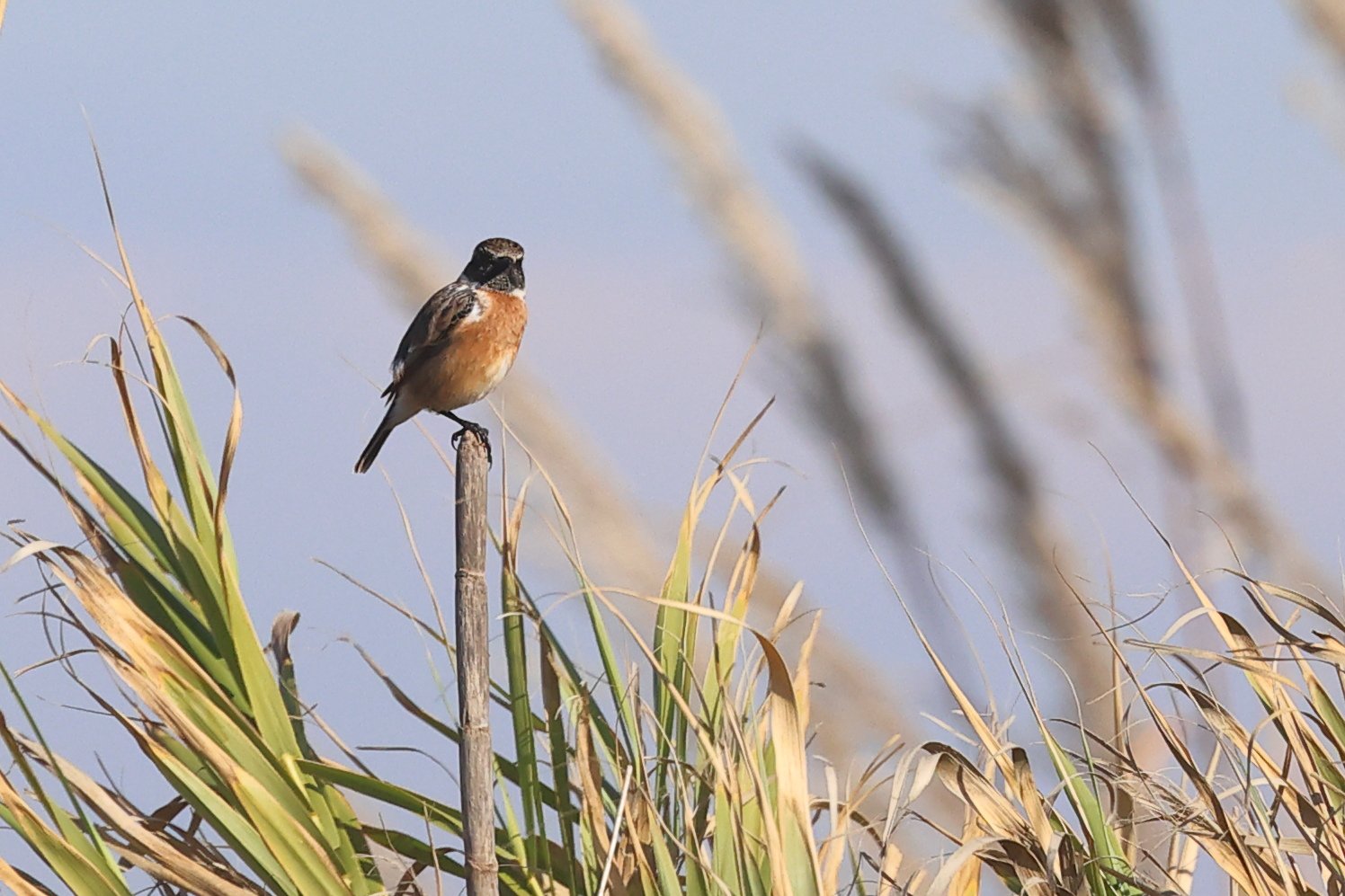 Saltimpalo H86A5698.JPG