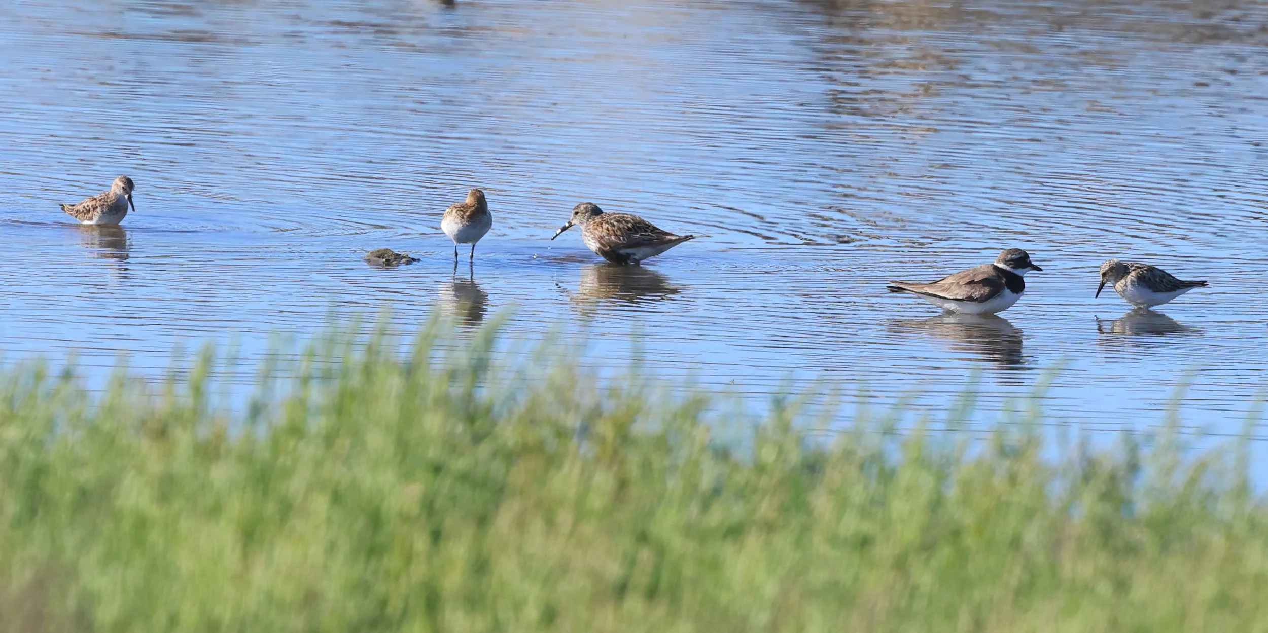 Gambecchio comune_Piovanello pancianera_Corriere piccolo  H86A9744.JPG