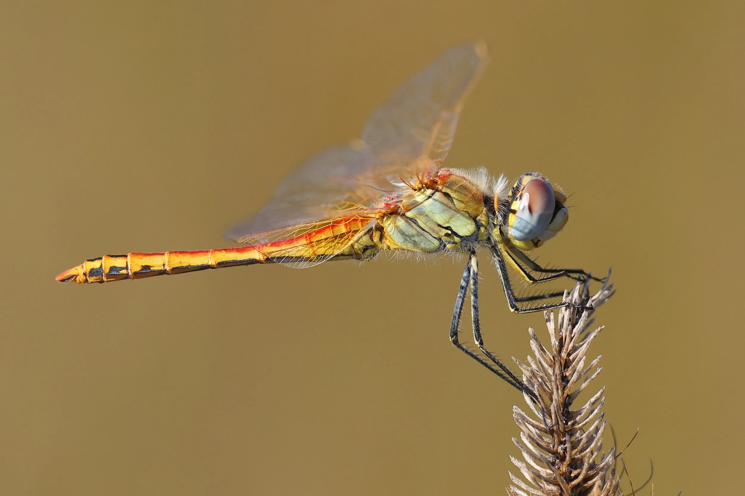 Sympetrum fonscolombii Isola Sacra H86A0129.JPG