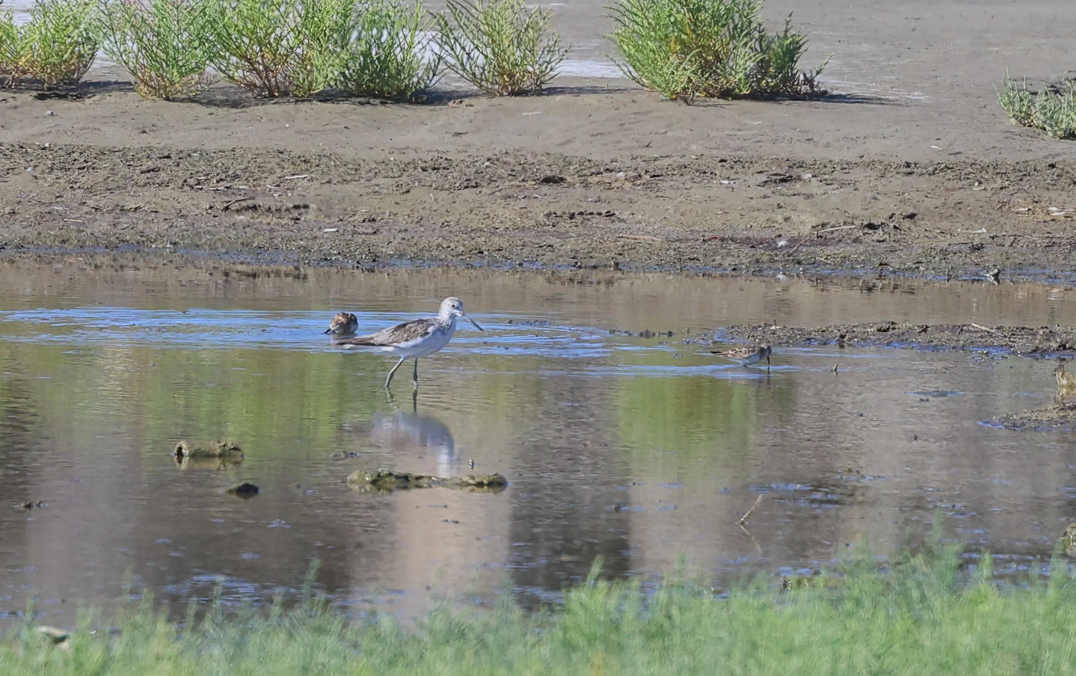 Pantana e Piovanelli H86A0217.JPG