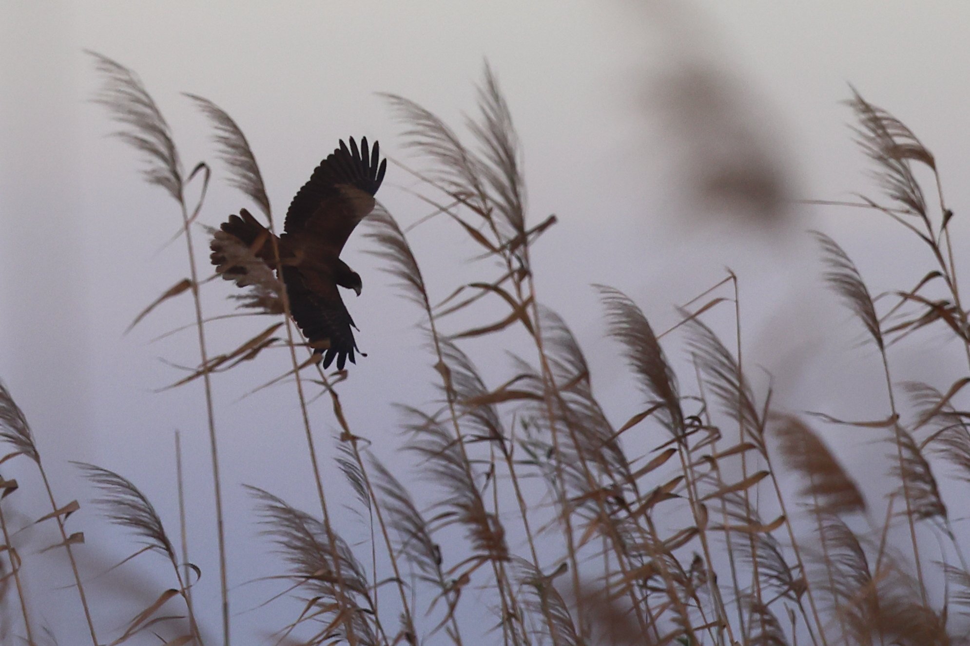 Falco di palude H86A6397.JPG