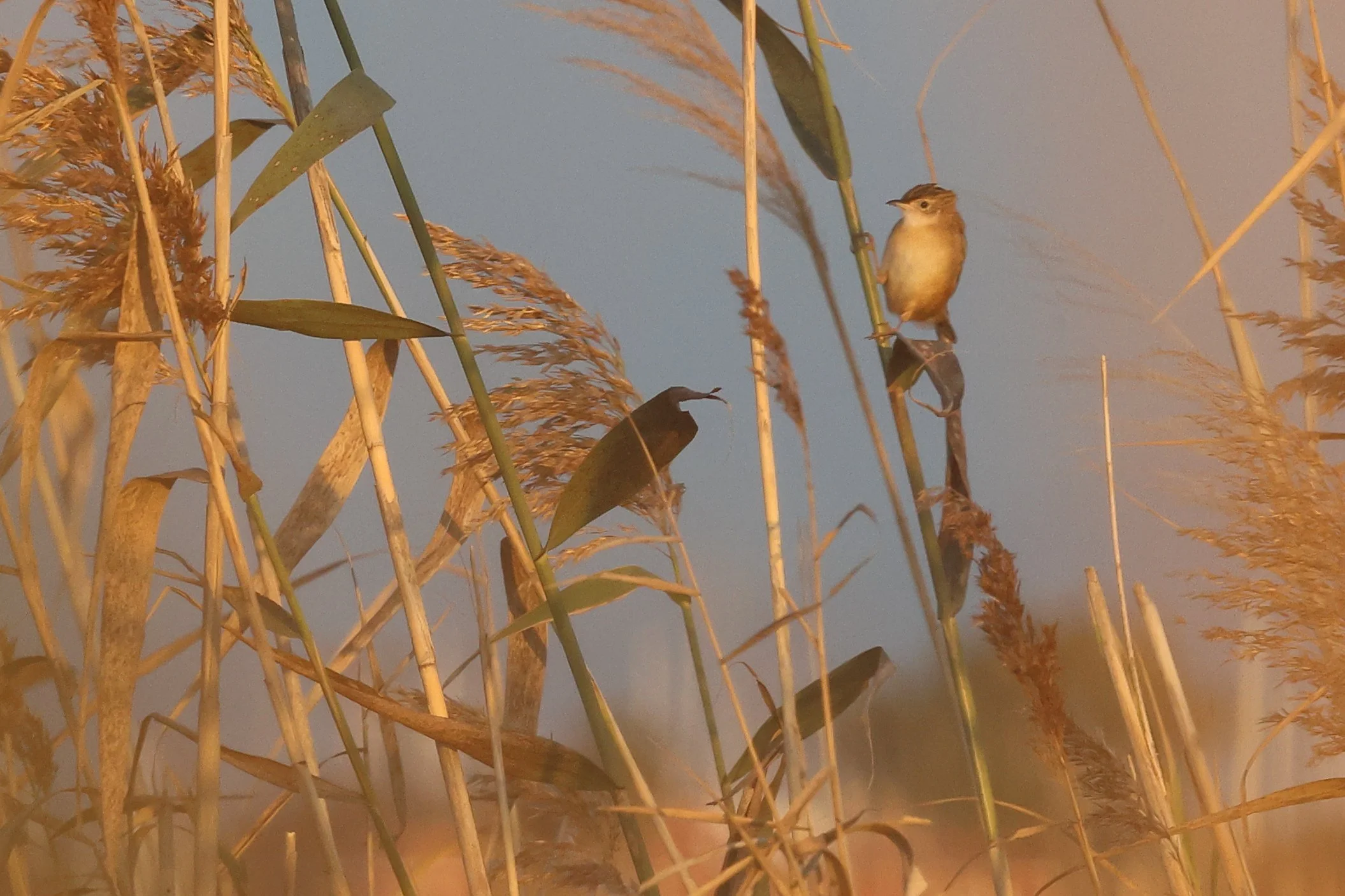 Beccamoschino H86A6458.JPG