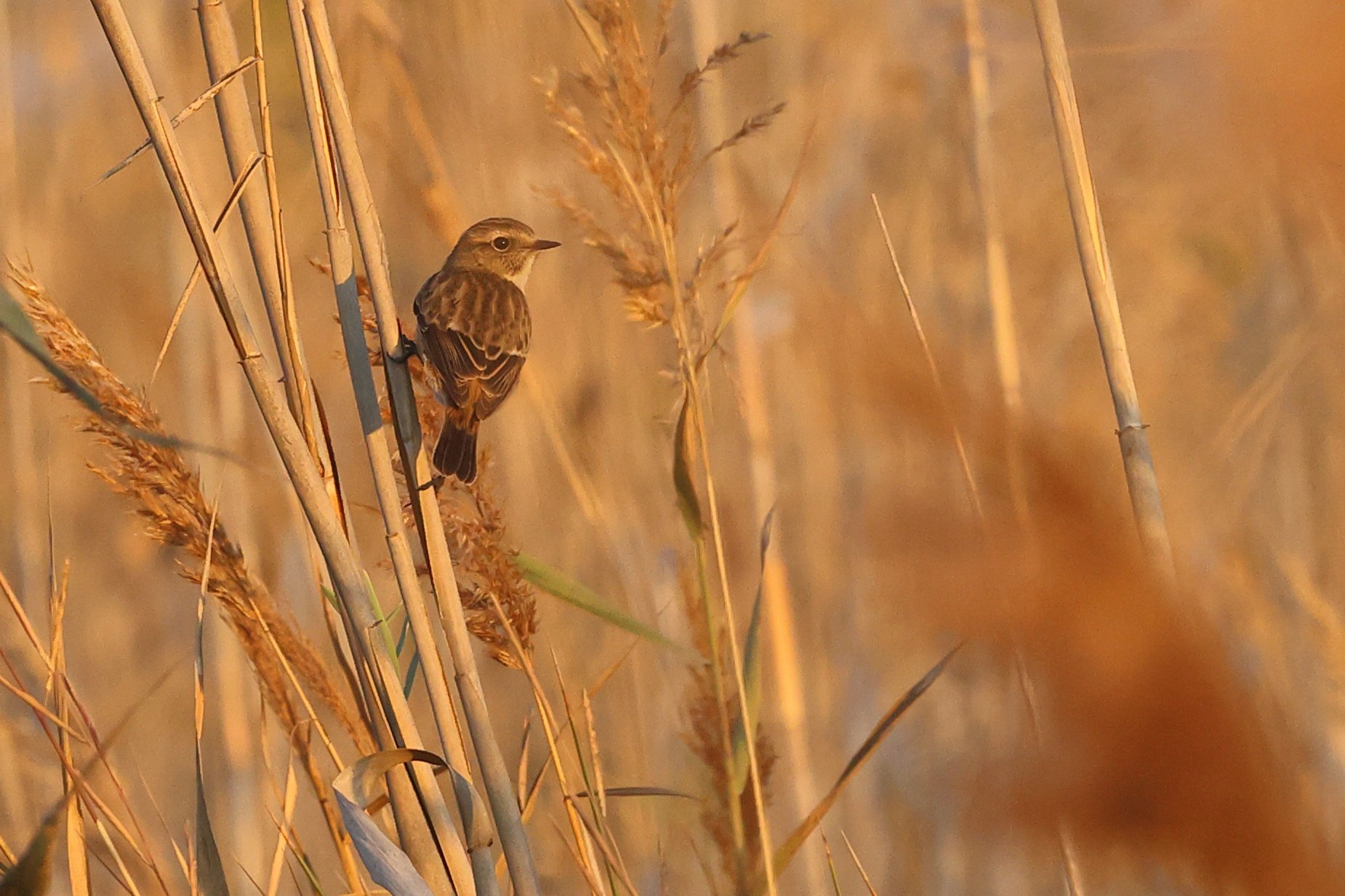 Saltimpalo H86A6487.JPG