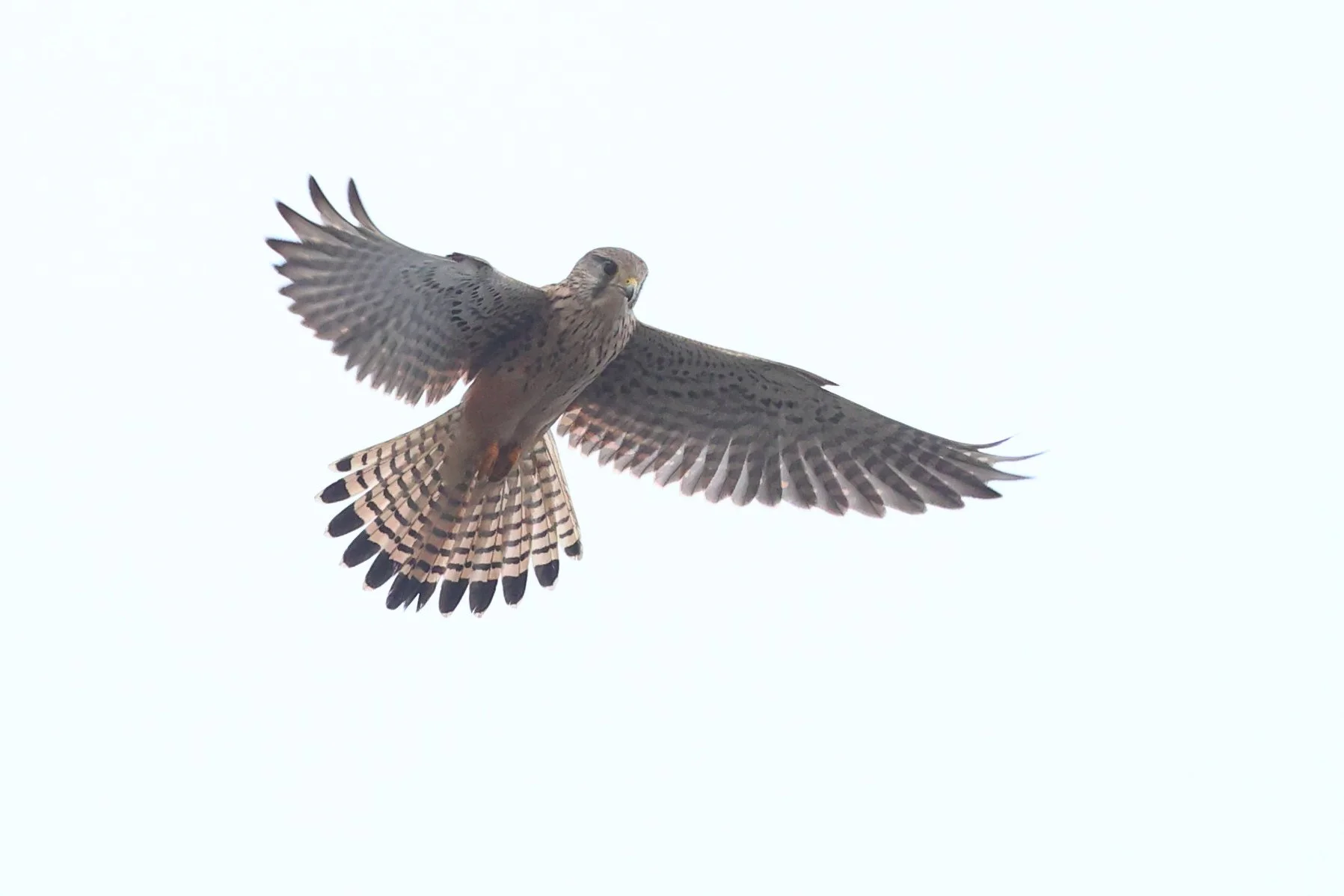 Gheppio H86A7460.JPG