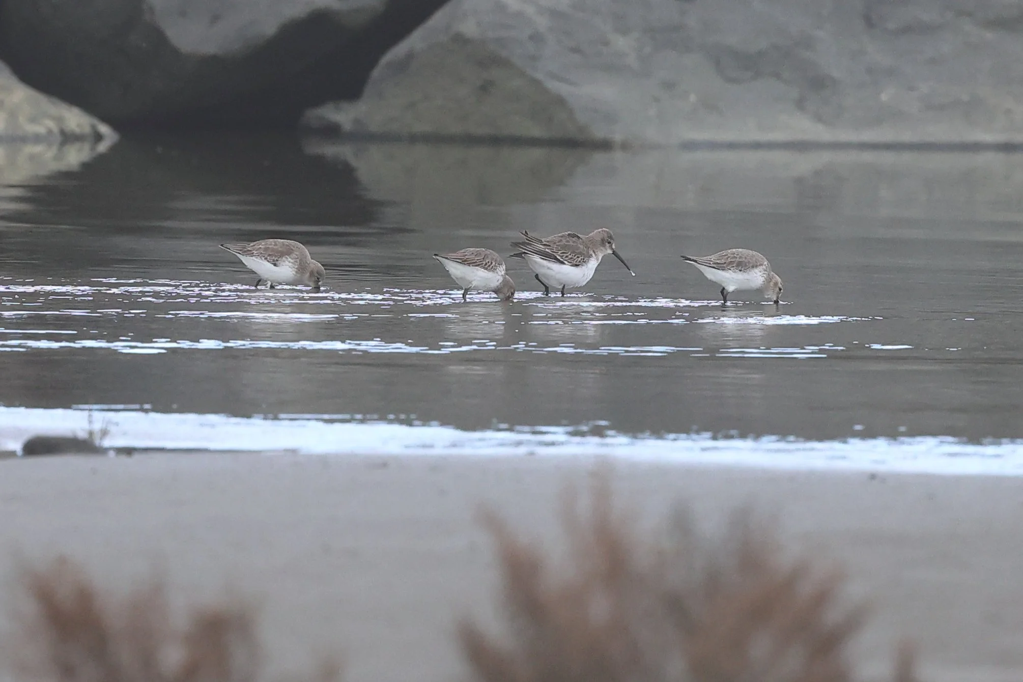 Piovanelli pancianera H86A7271.JPG