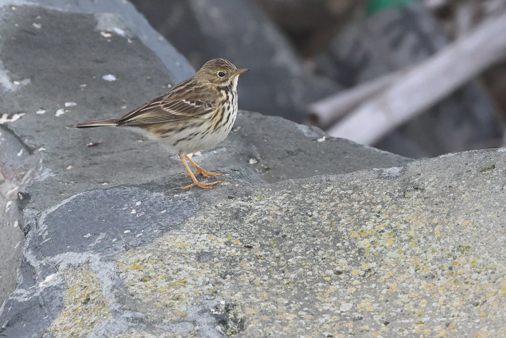 Pispola H86A7186.JPG