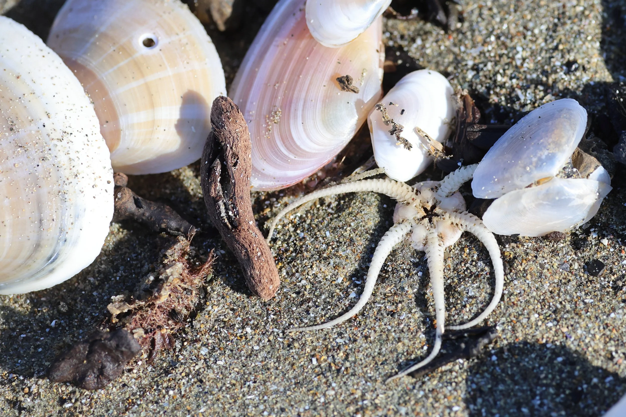 Spiagia bilancione H86A3737.JPG