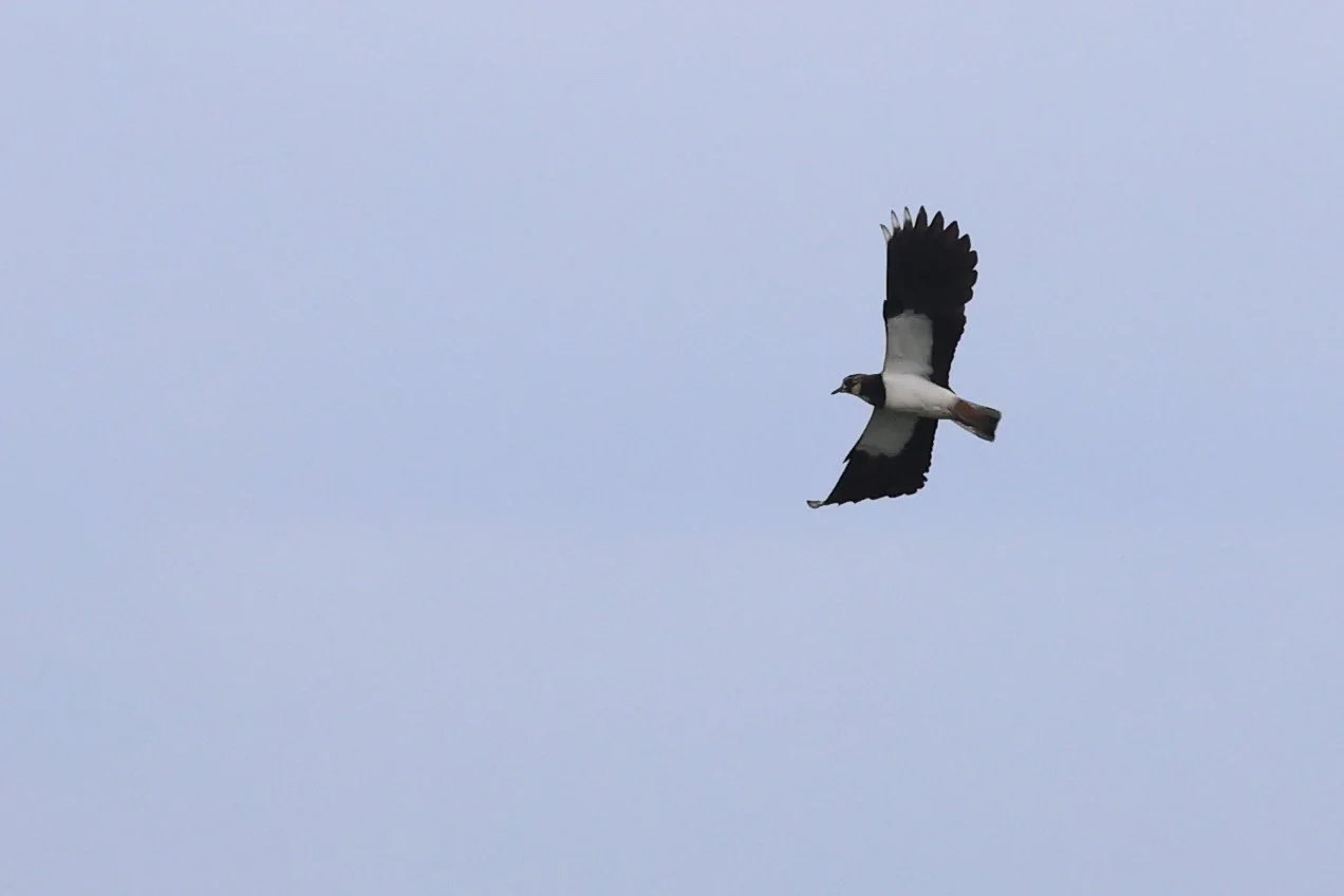 Pavoncella H86A3340.JPG