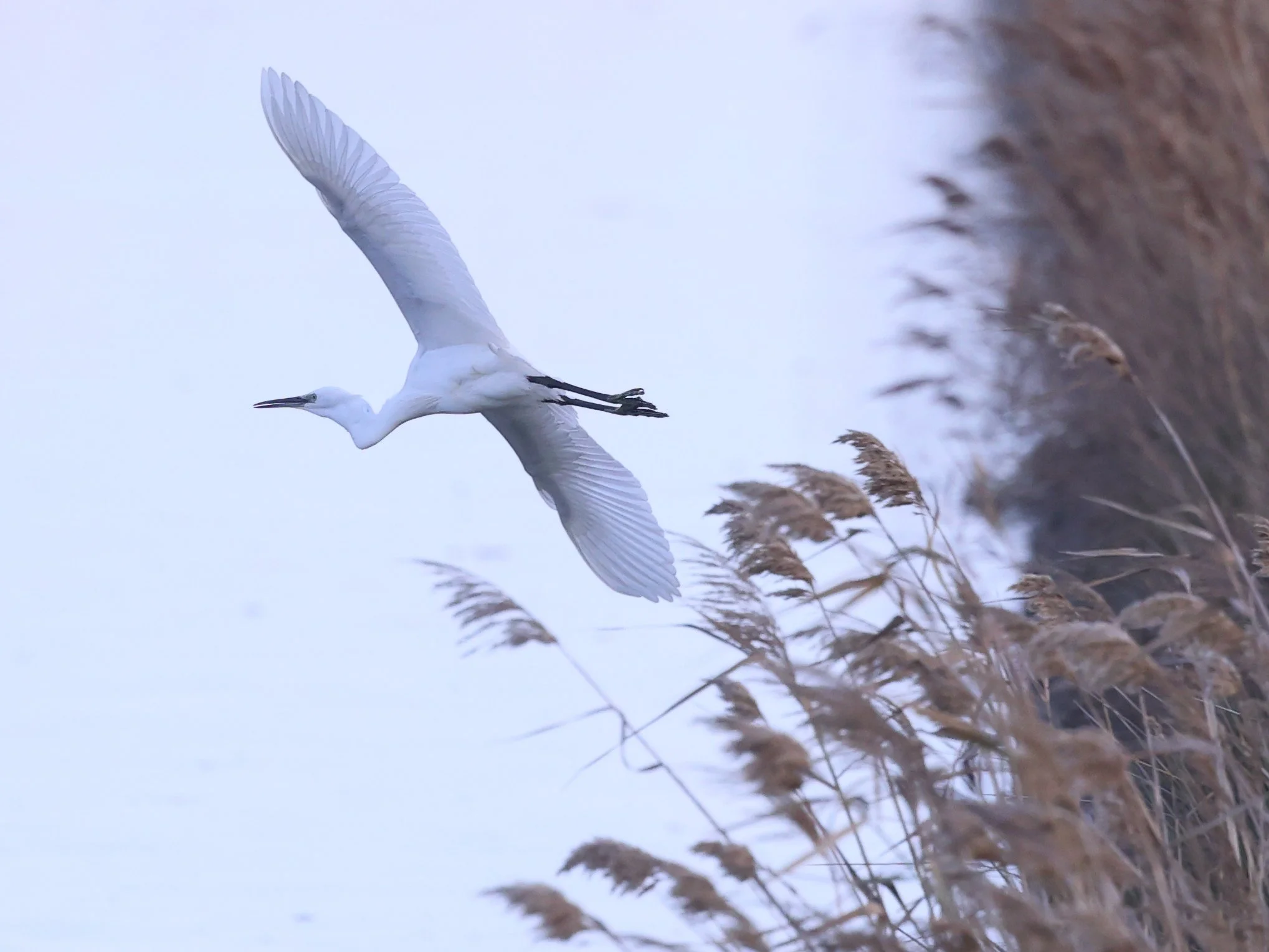 Garzetta H86A3172.JPG