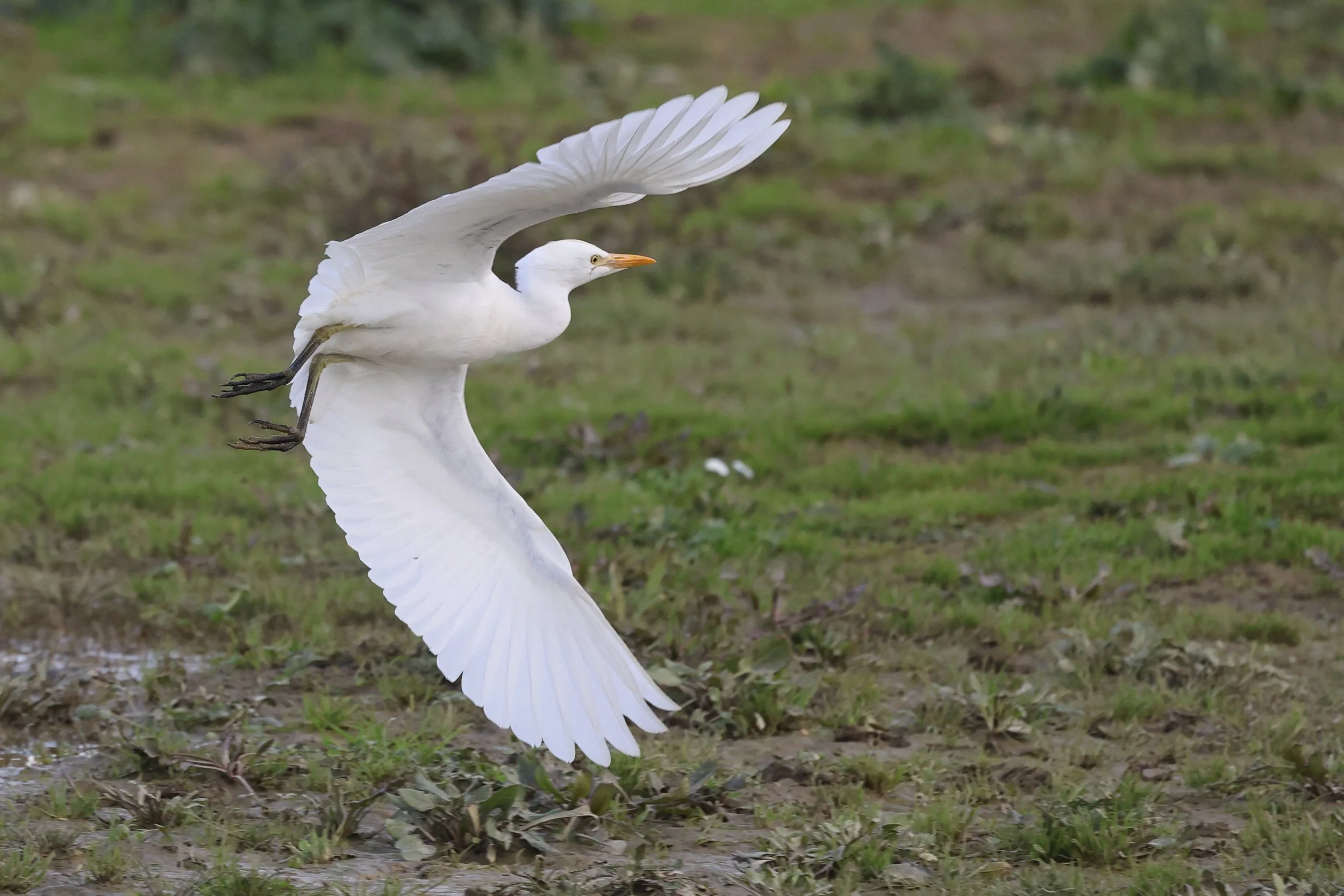 Guardabuoi H86A3236.JPG