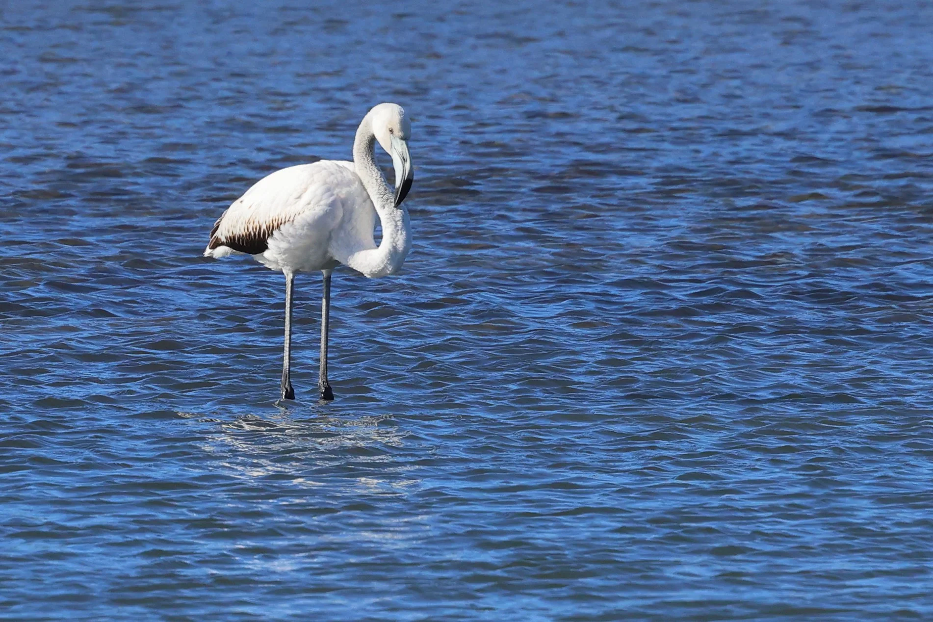 Fenicottero plus H86A7482.JPG