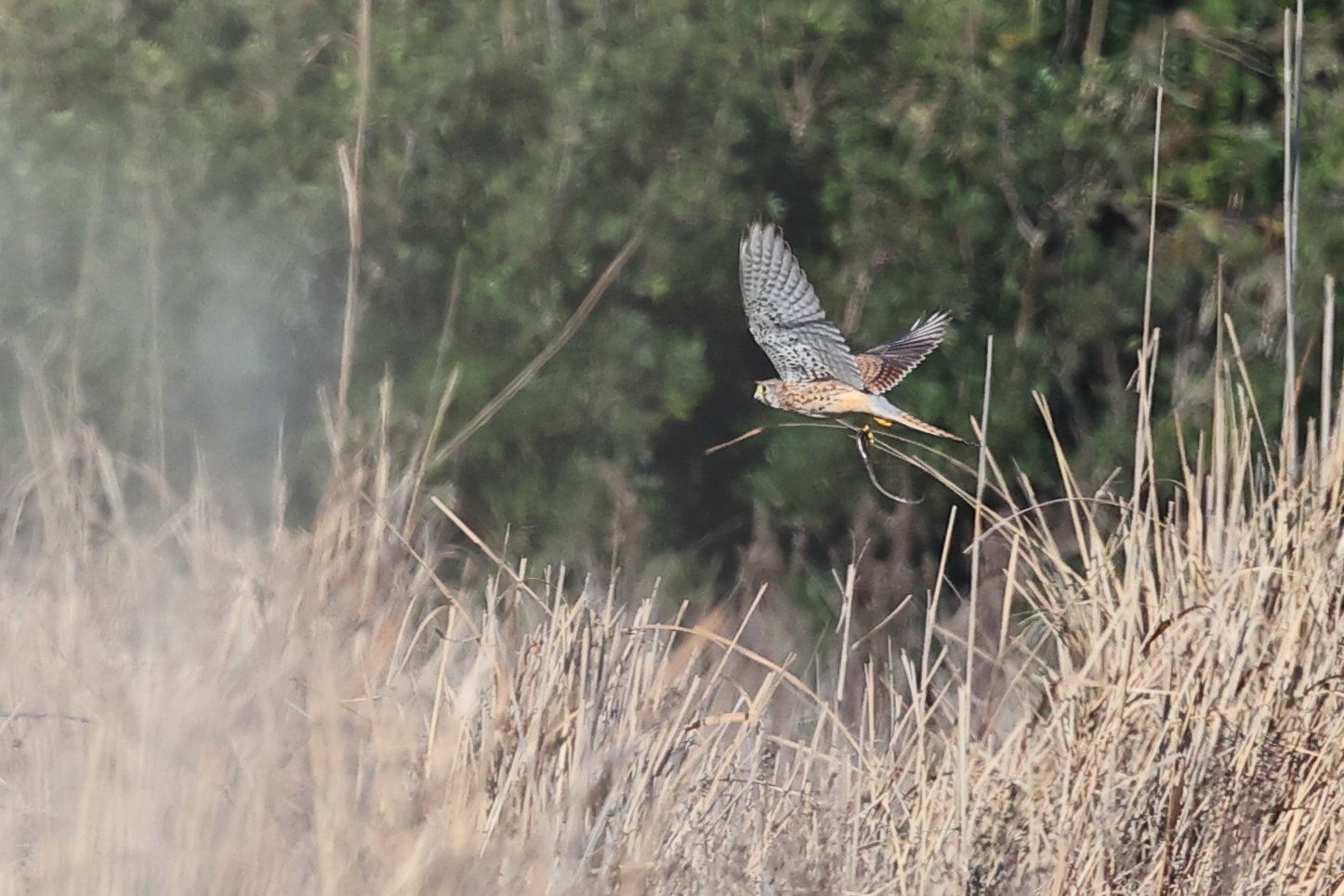 Gheppio e preda Isola sacra H86A7356.JPG
