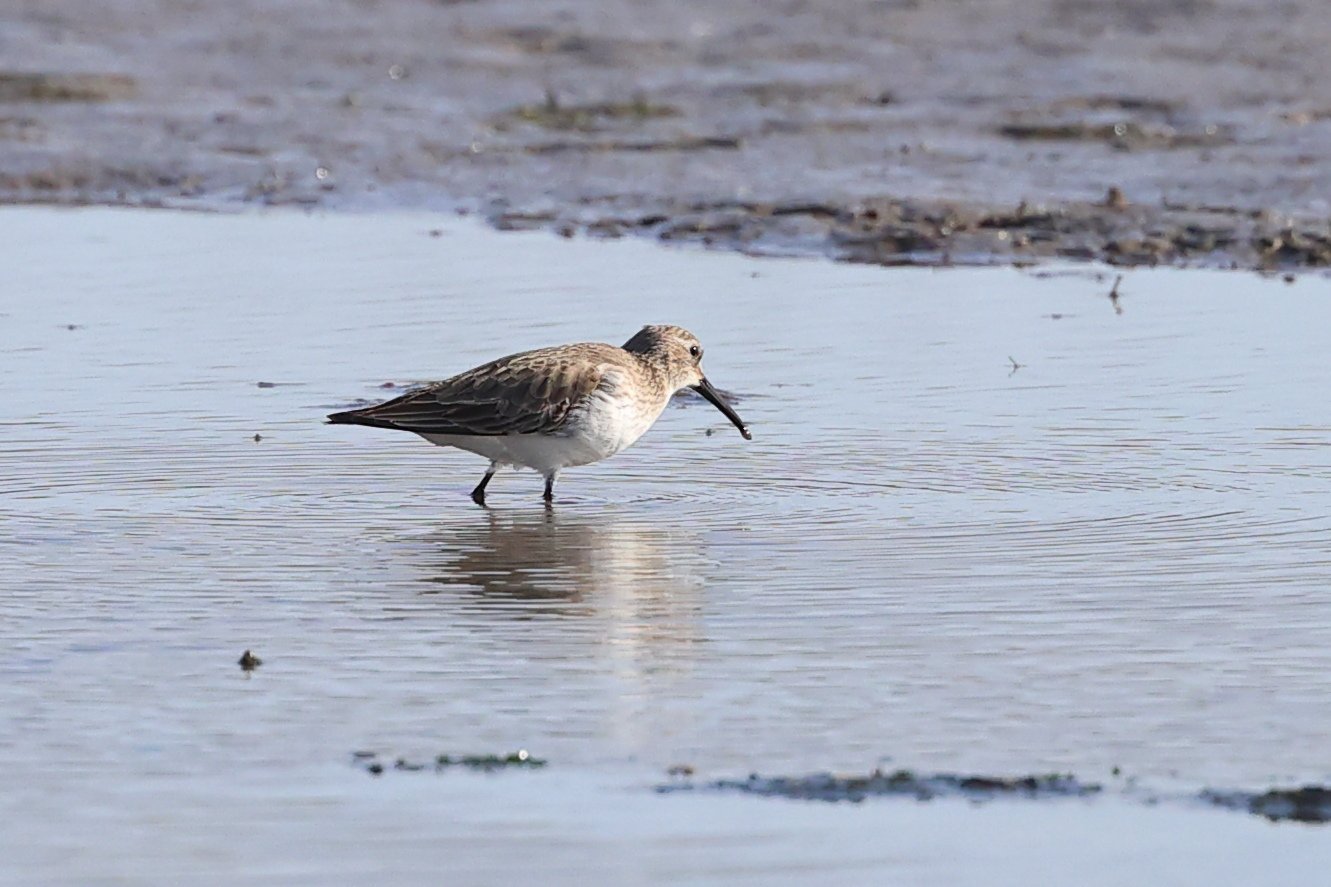 Piovanello pancianera H86A3726.JPG