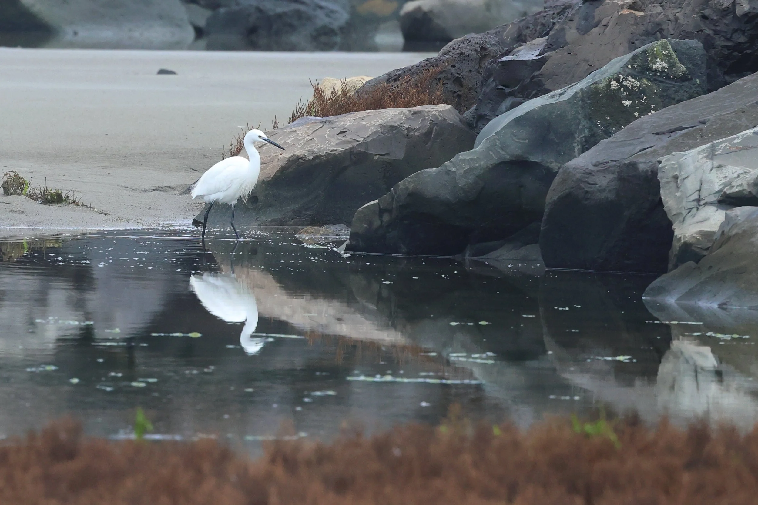 Garzetta H86A1550.JPG