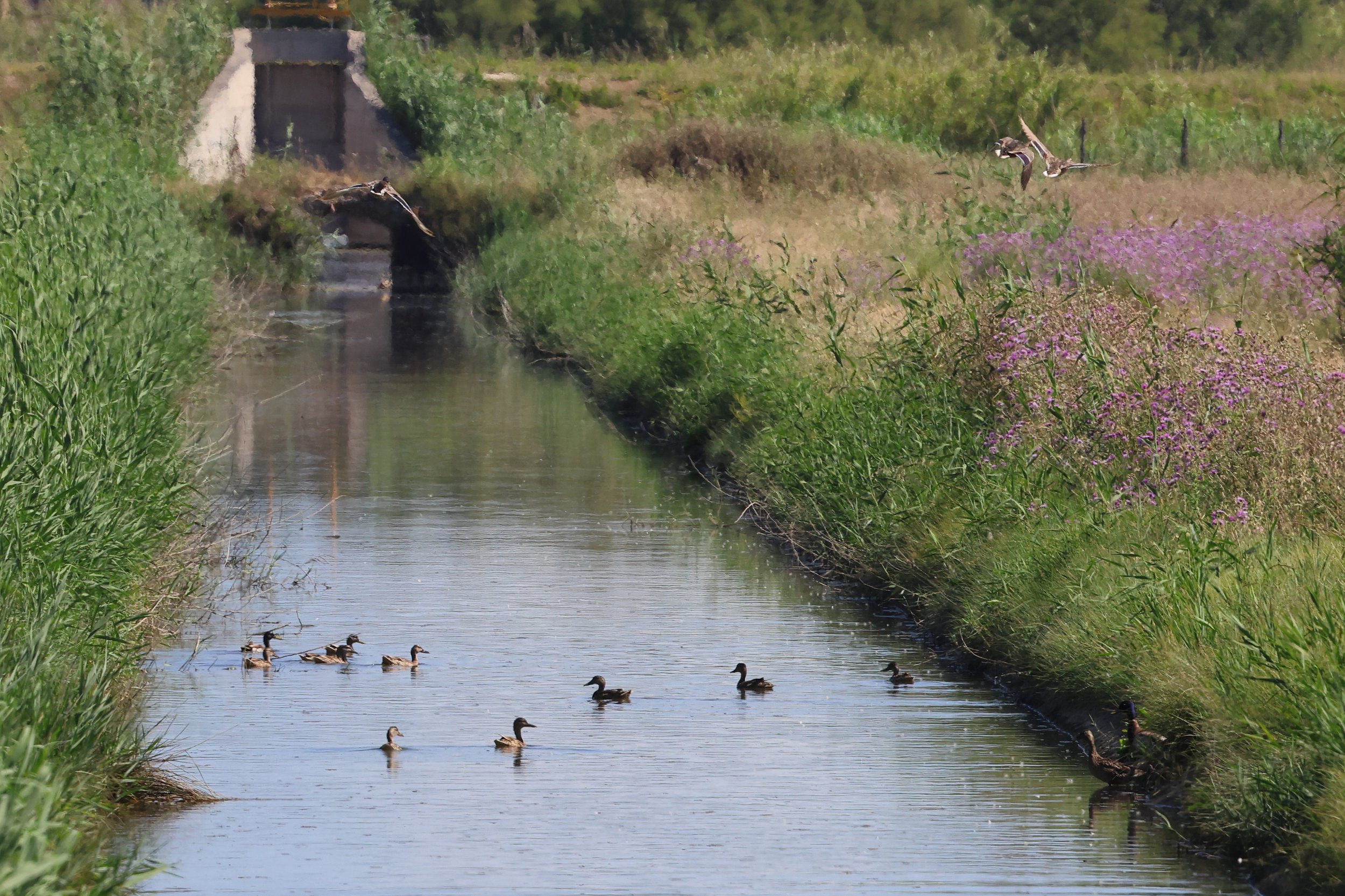 Germani H86A3784.JPG