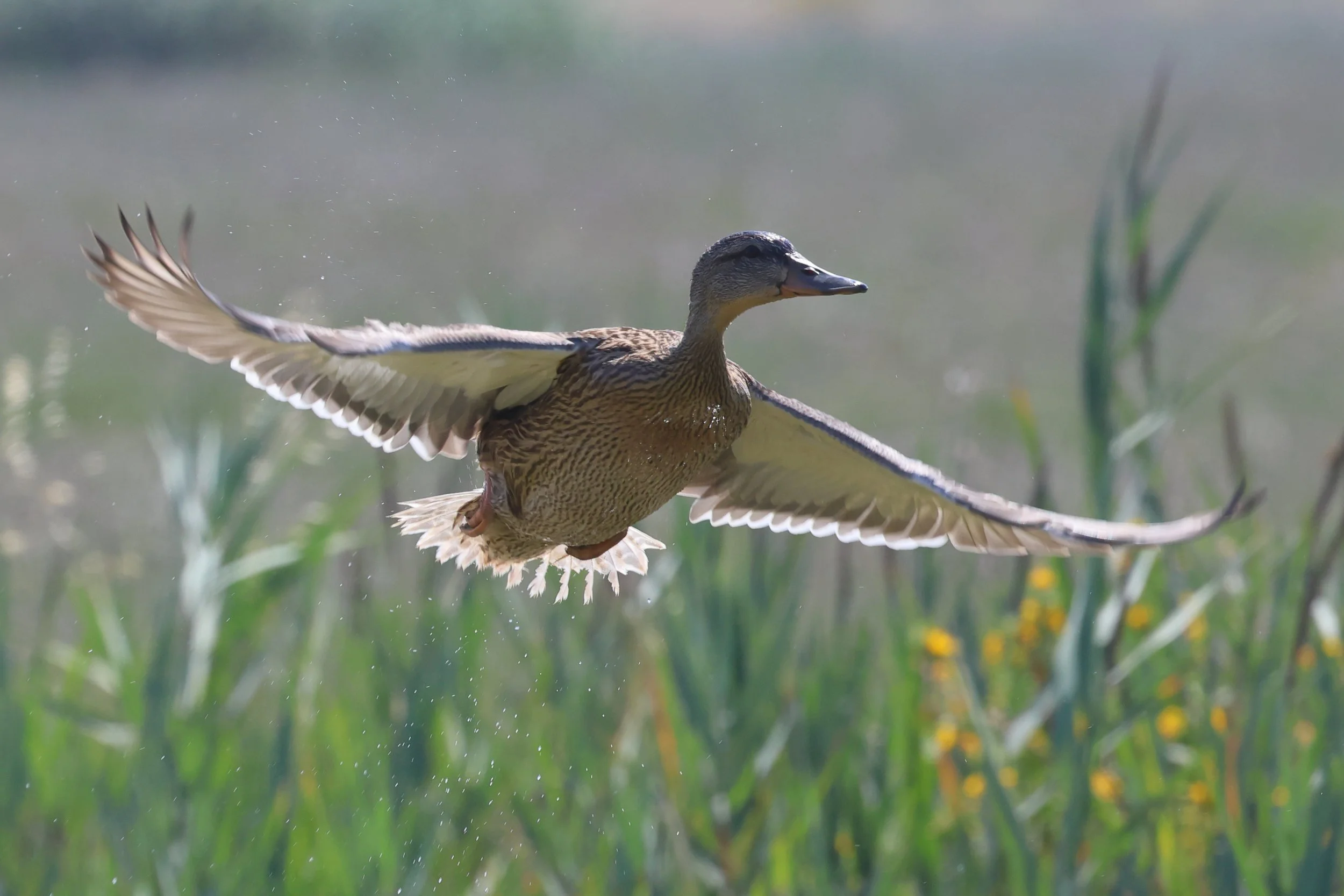 Germano plus H86A0864.JPG