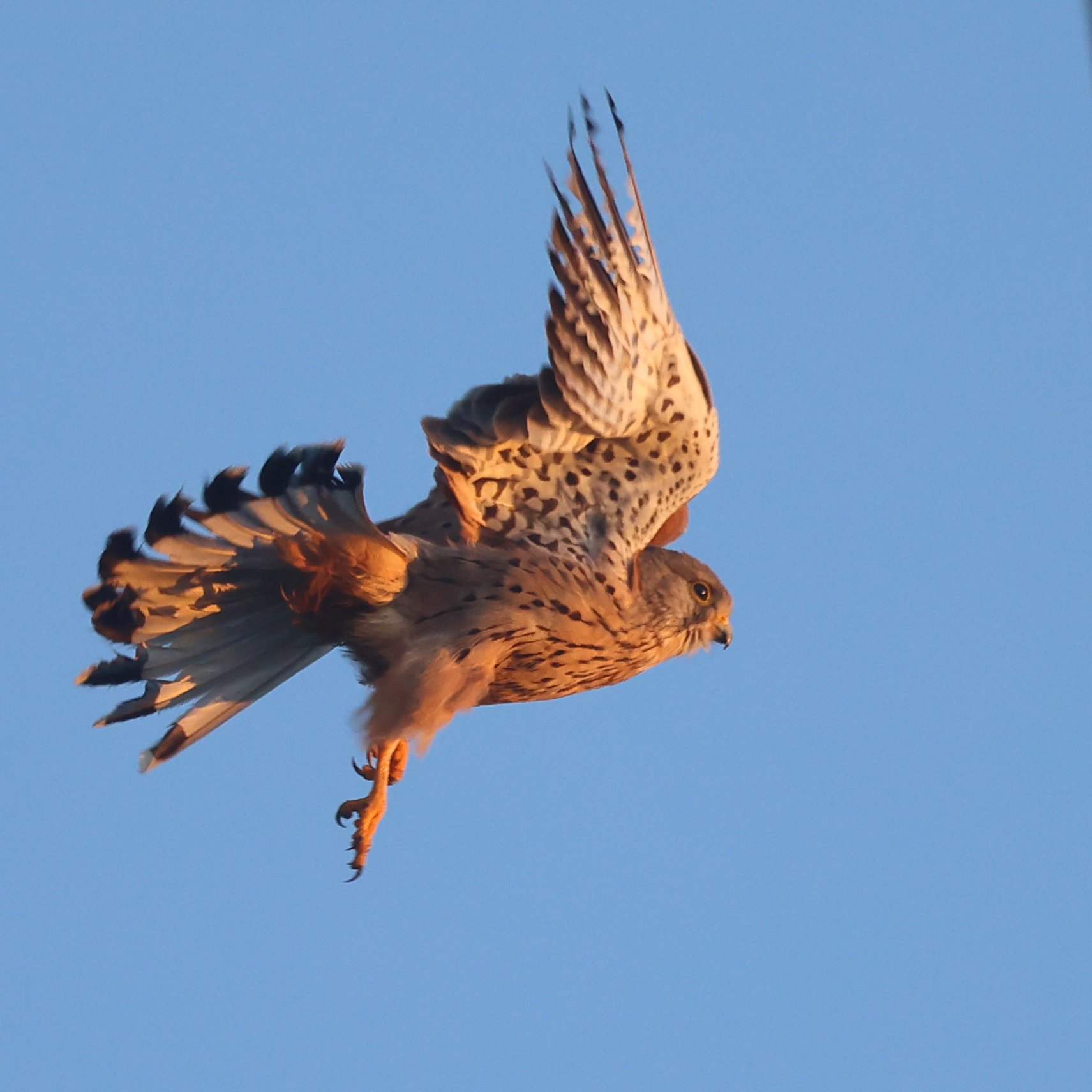 Gheppio H86A0406.JPG