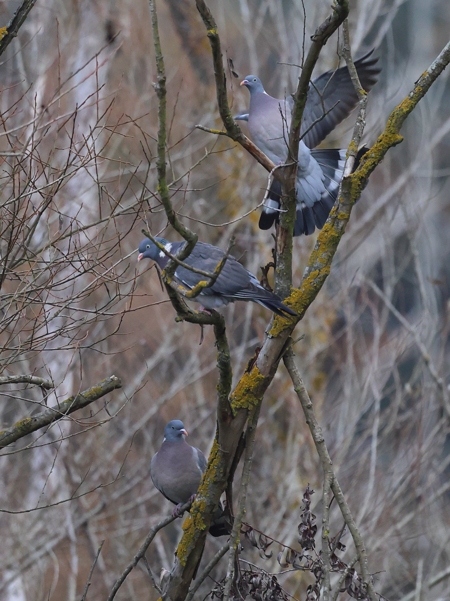 Colombacci plus H86A1102.JPG