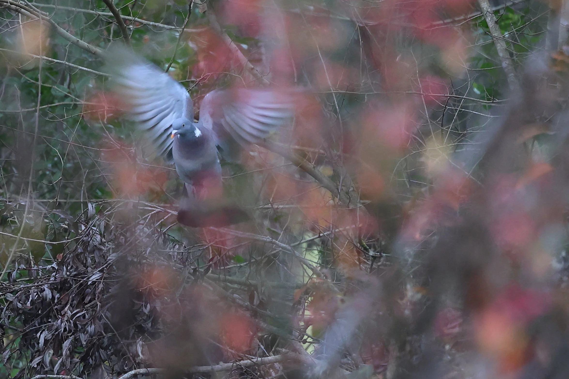 Colombacci plus H86A1188.JPG