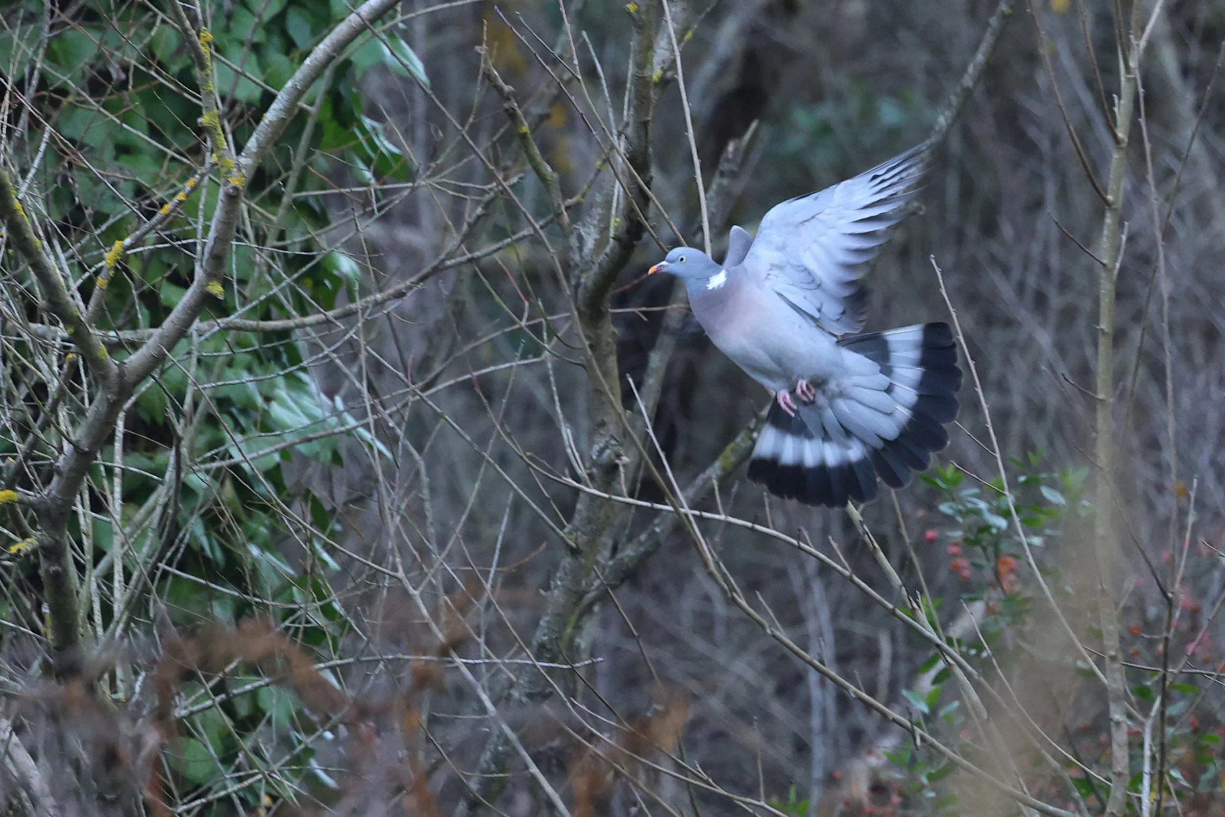 Colombacci plus H86A1205.JPG