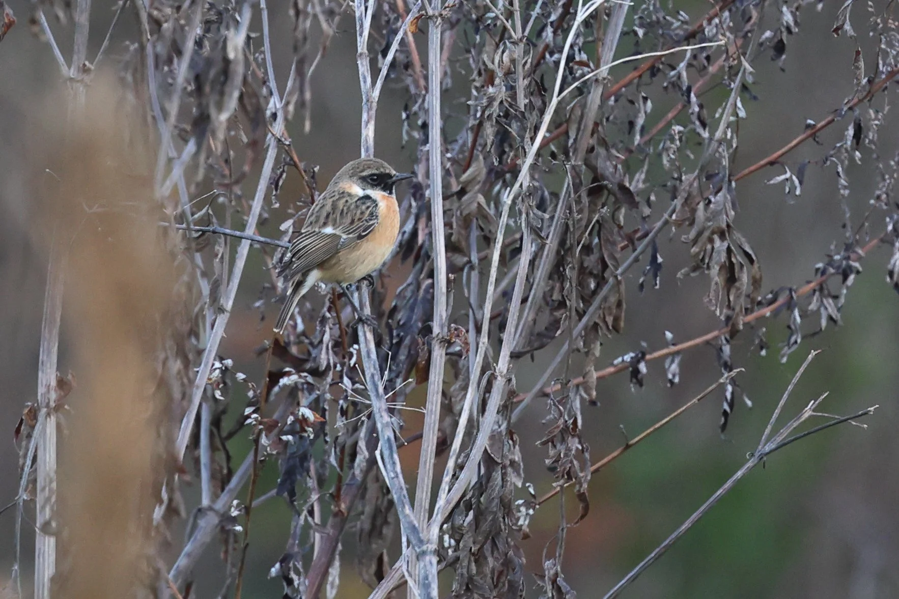 Saltimpalo H86A1016.JPG