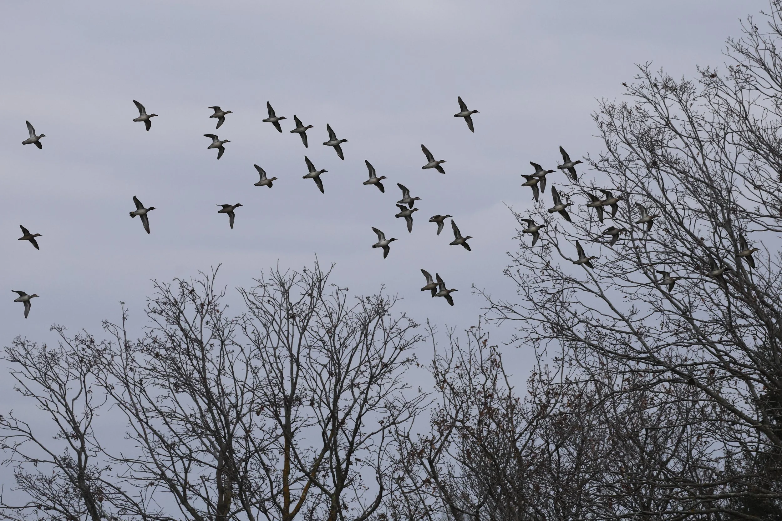 Alzavole H86A4235.JPG