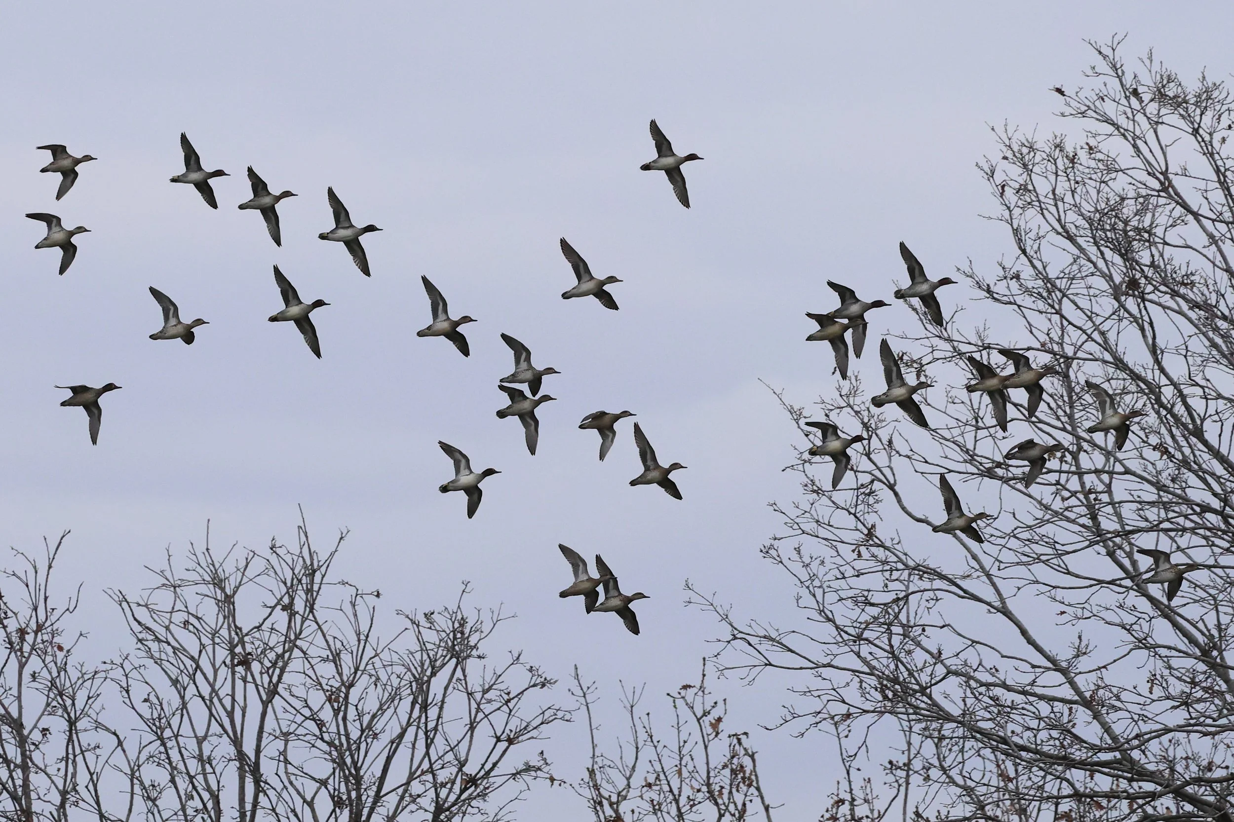 Sarcelles H86A4235.JPG