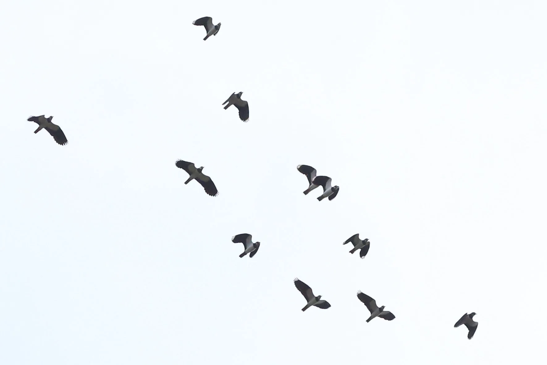 Pavoncelle IWC 26 H86A4057.JPG