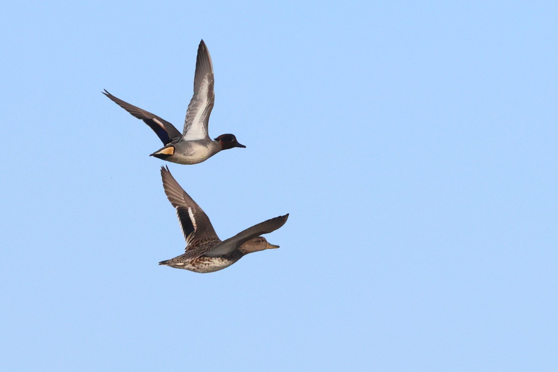 Alzavole Pontina plus H86A4883.JPG