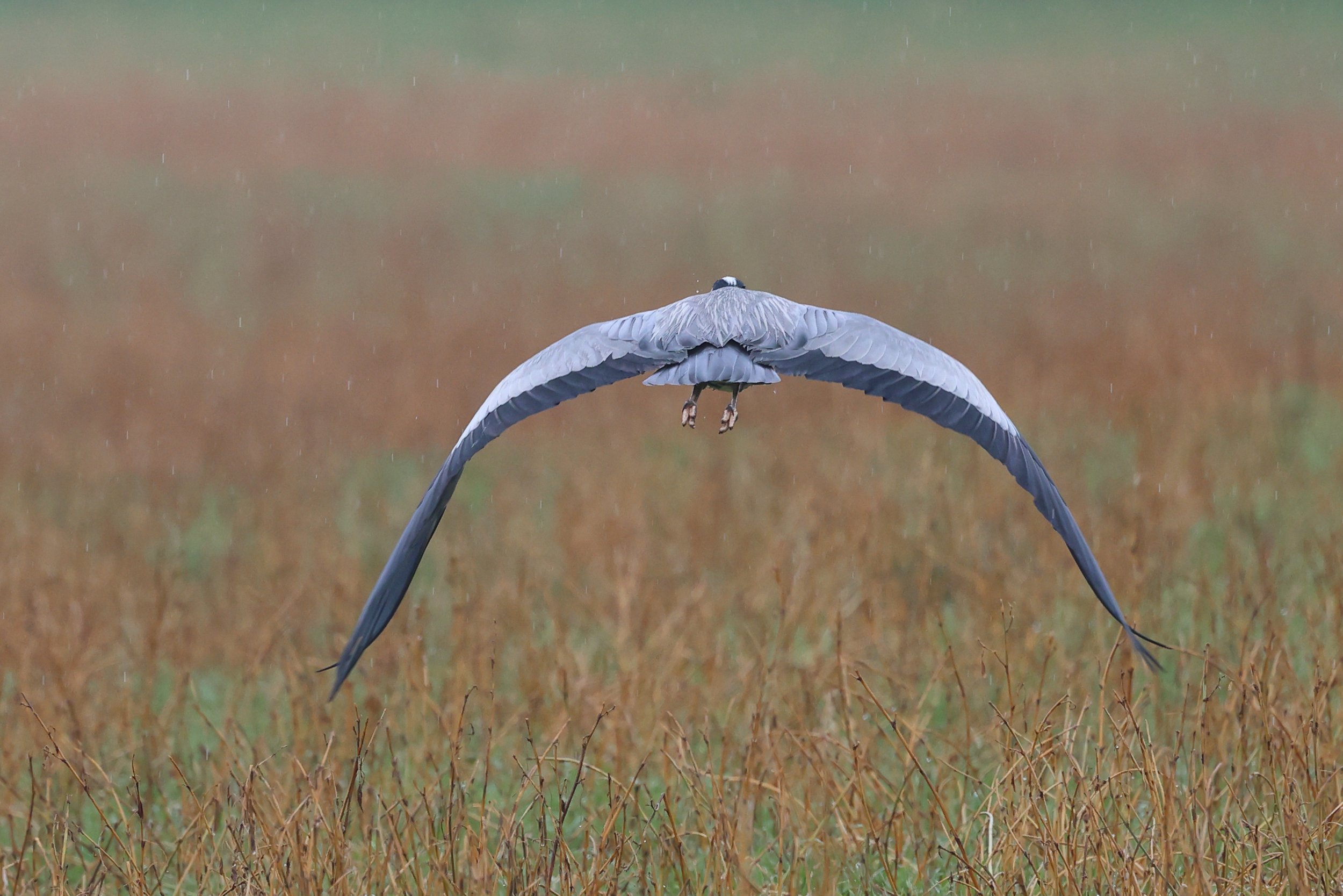 Cenerino H86A5164.JPG