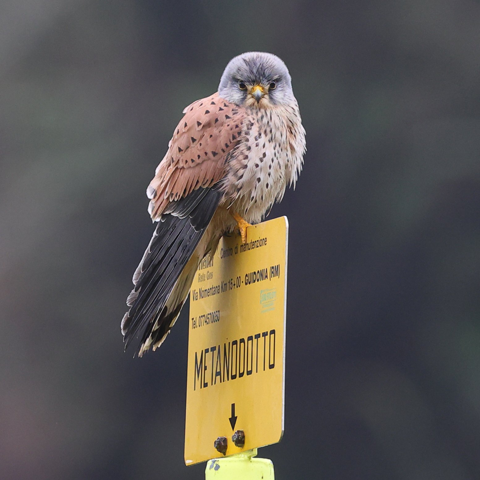 Gheppio H86A5567.JPG