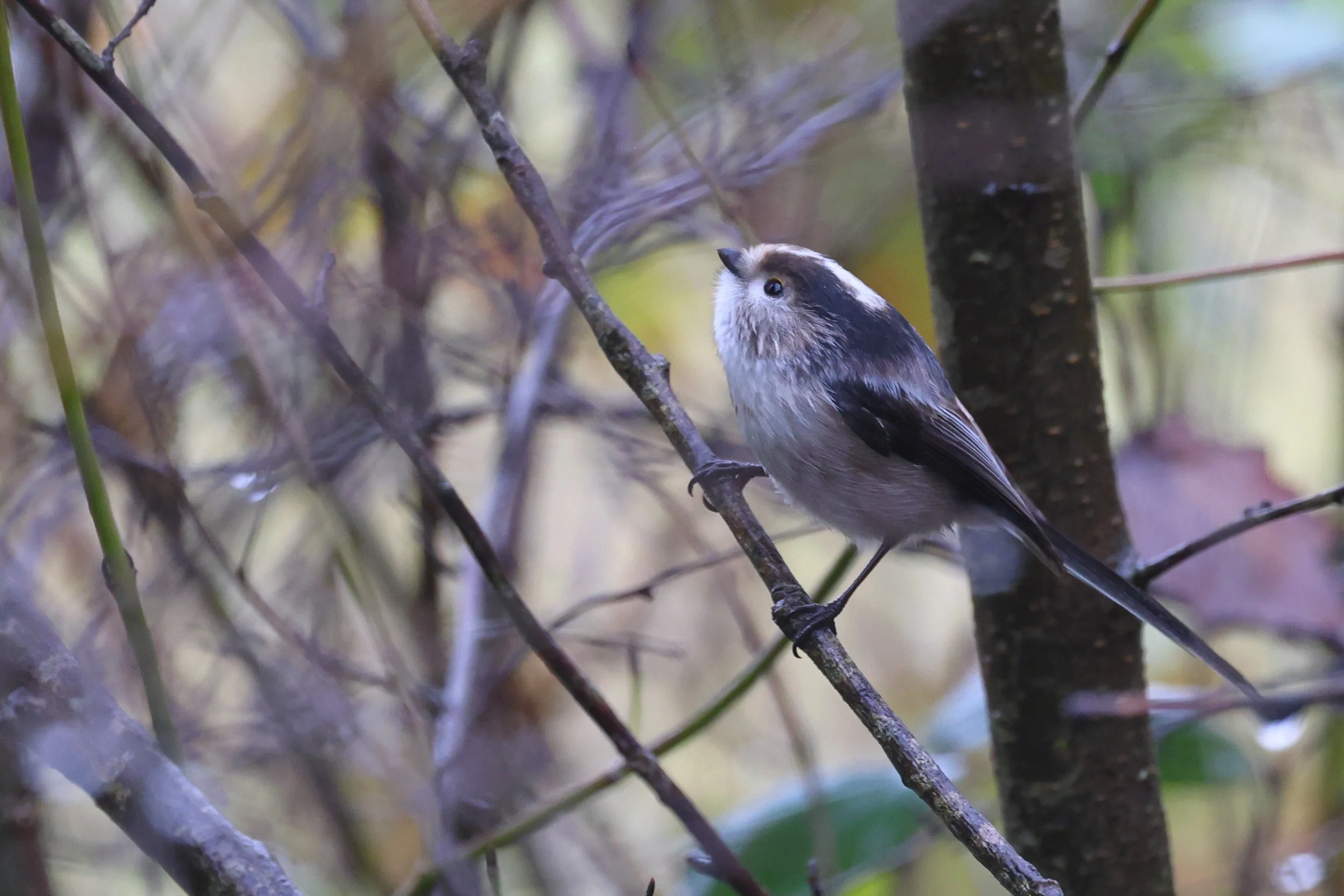 Codibugnolo H86A5397.JPG