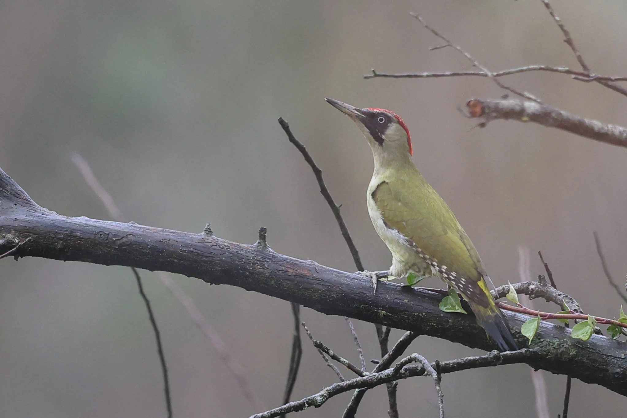 Picchio verde H86A5467.JPG